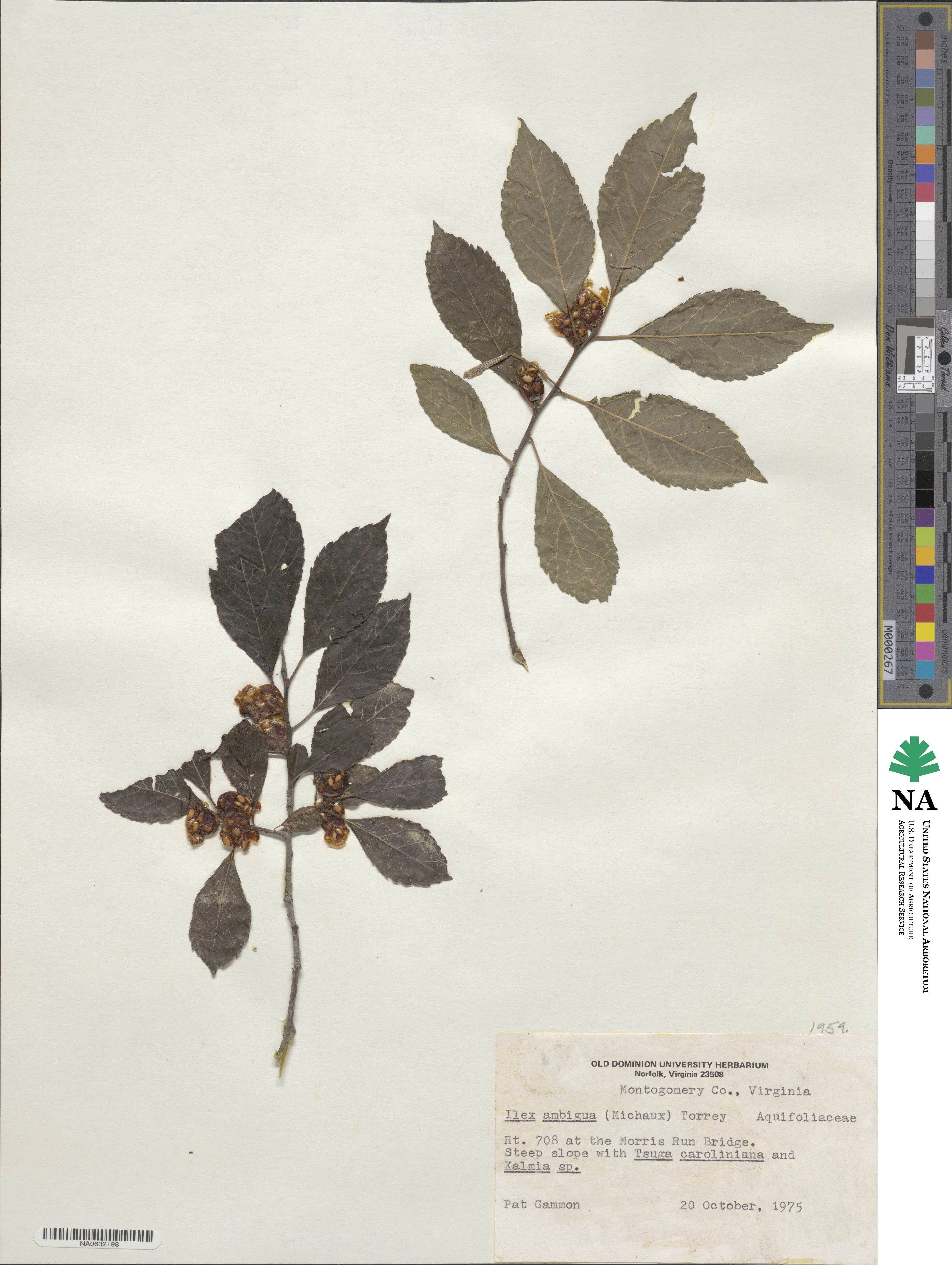 Aquifoliaceae image