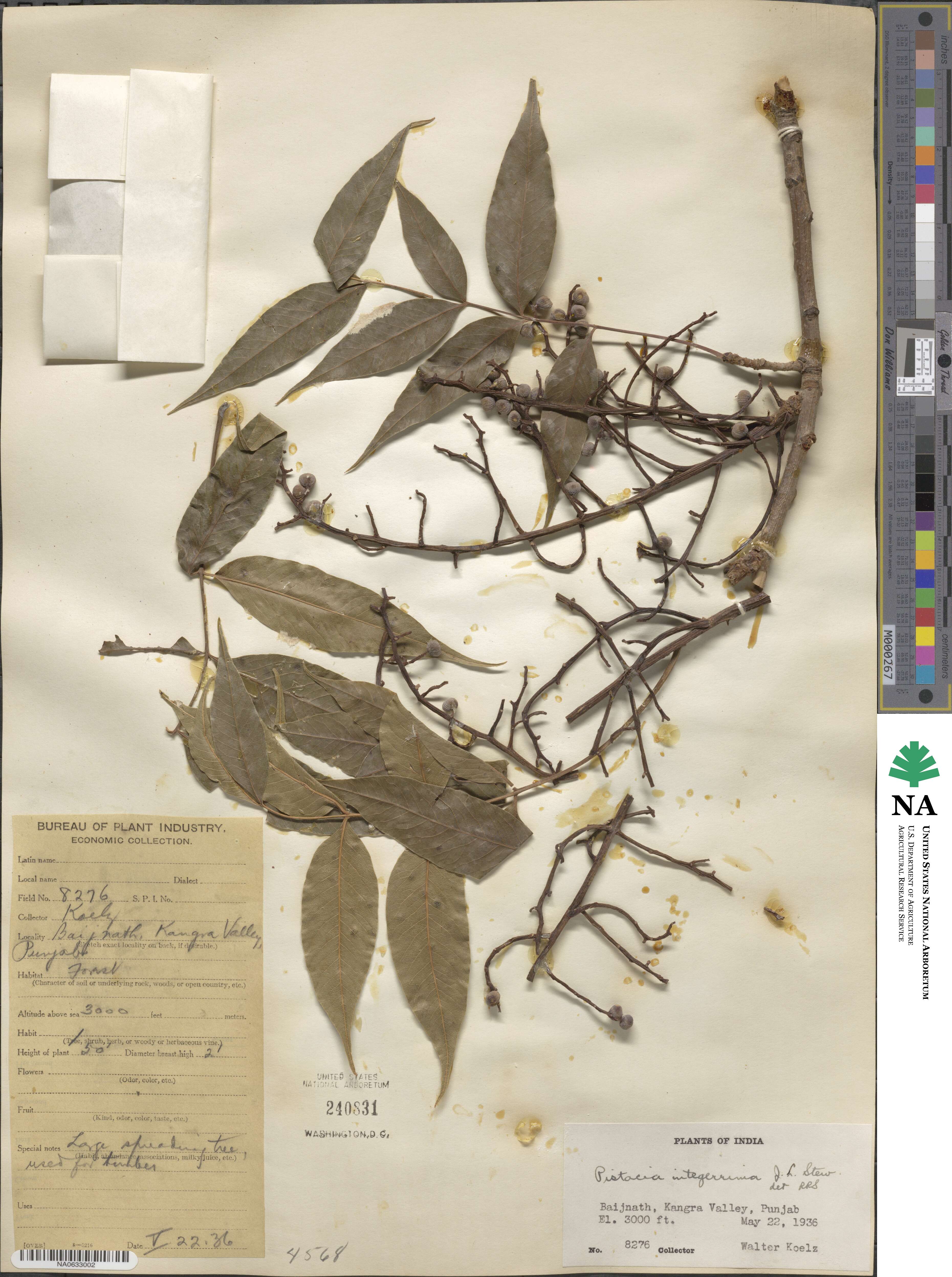 Pistacia chinensis image