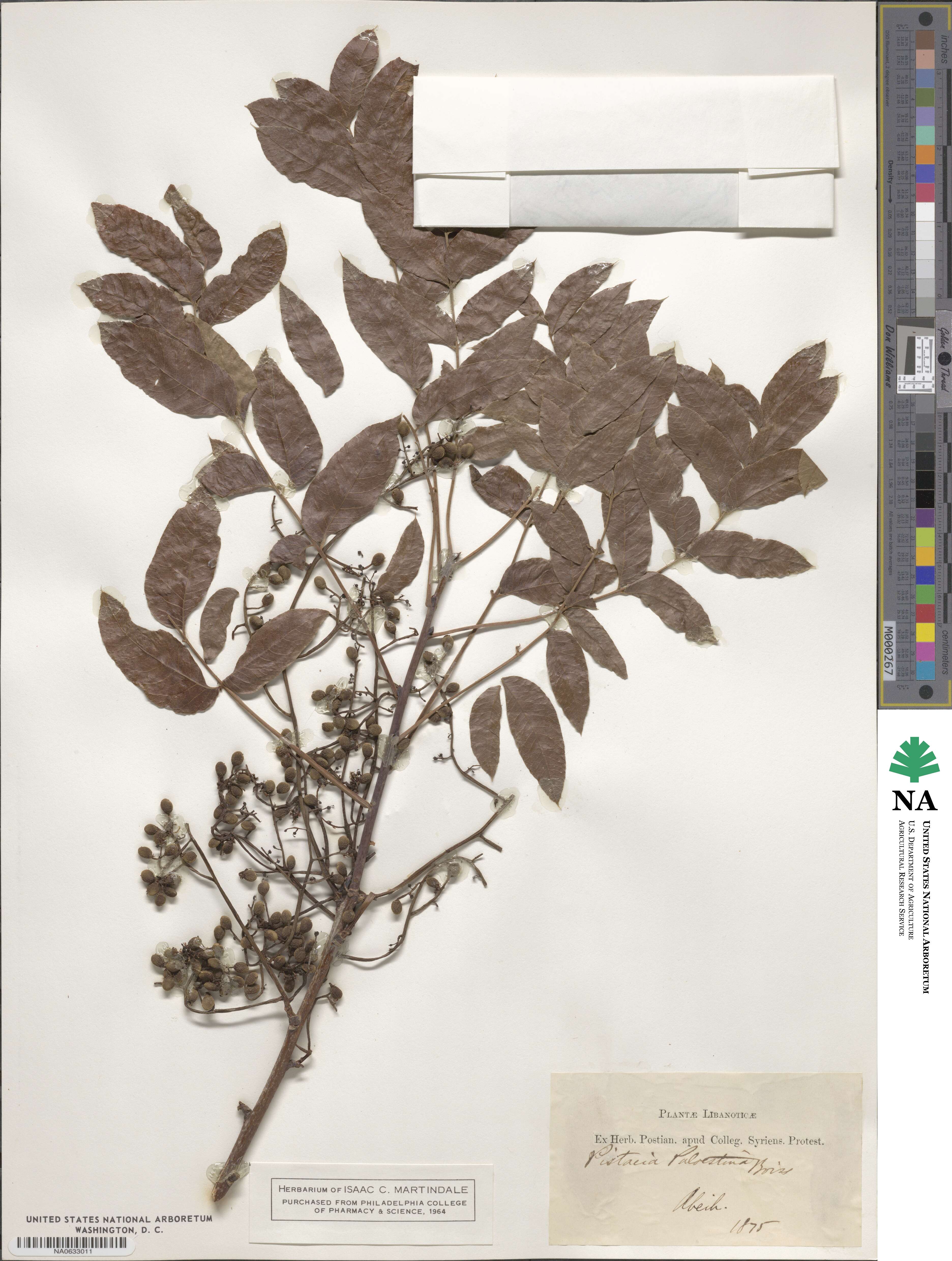 Pistacia terebinthus image
