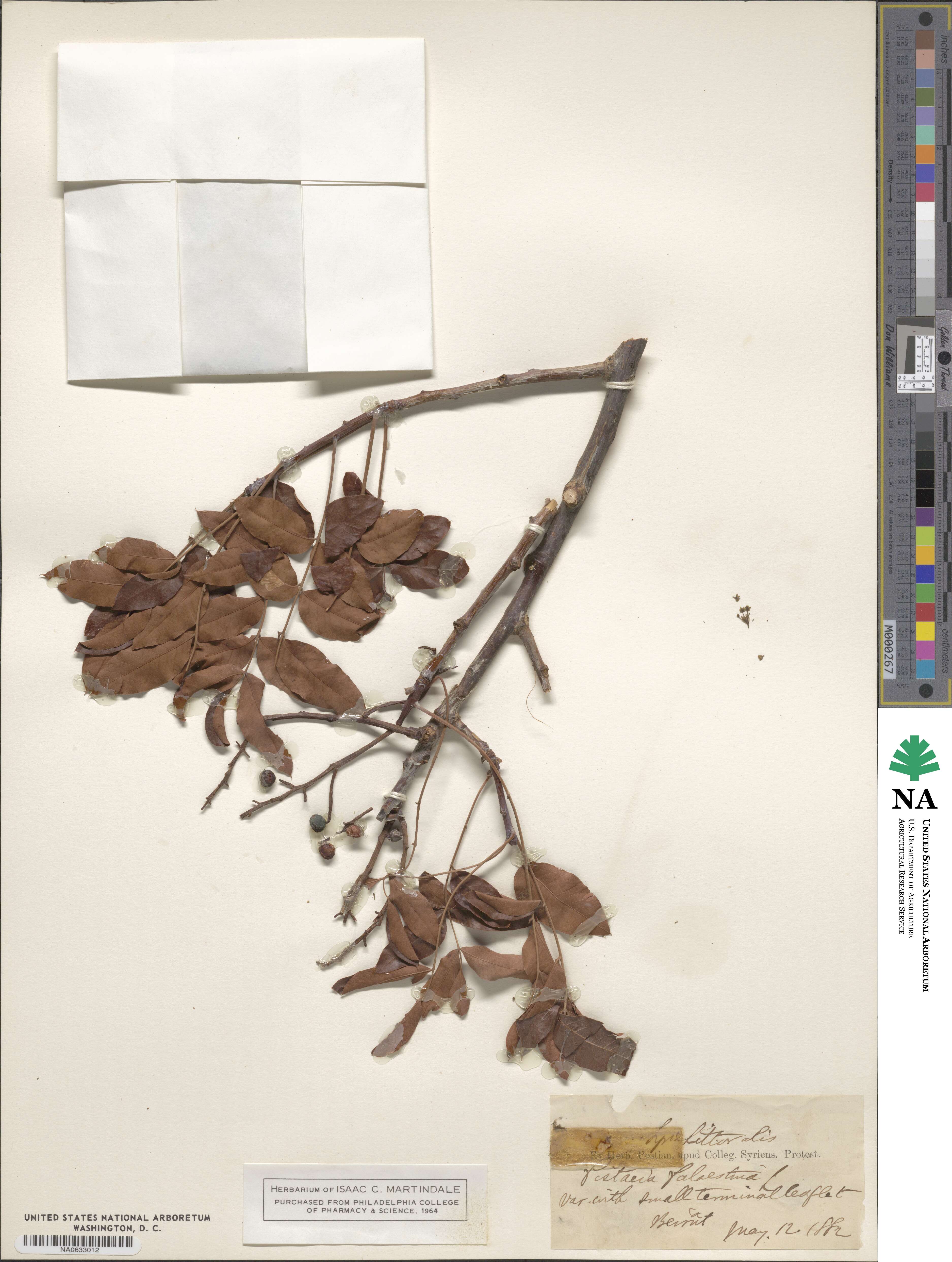 Pistacia terebinthus image