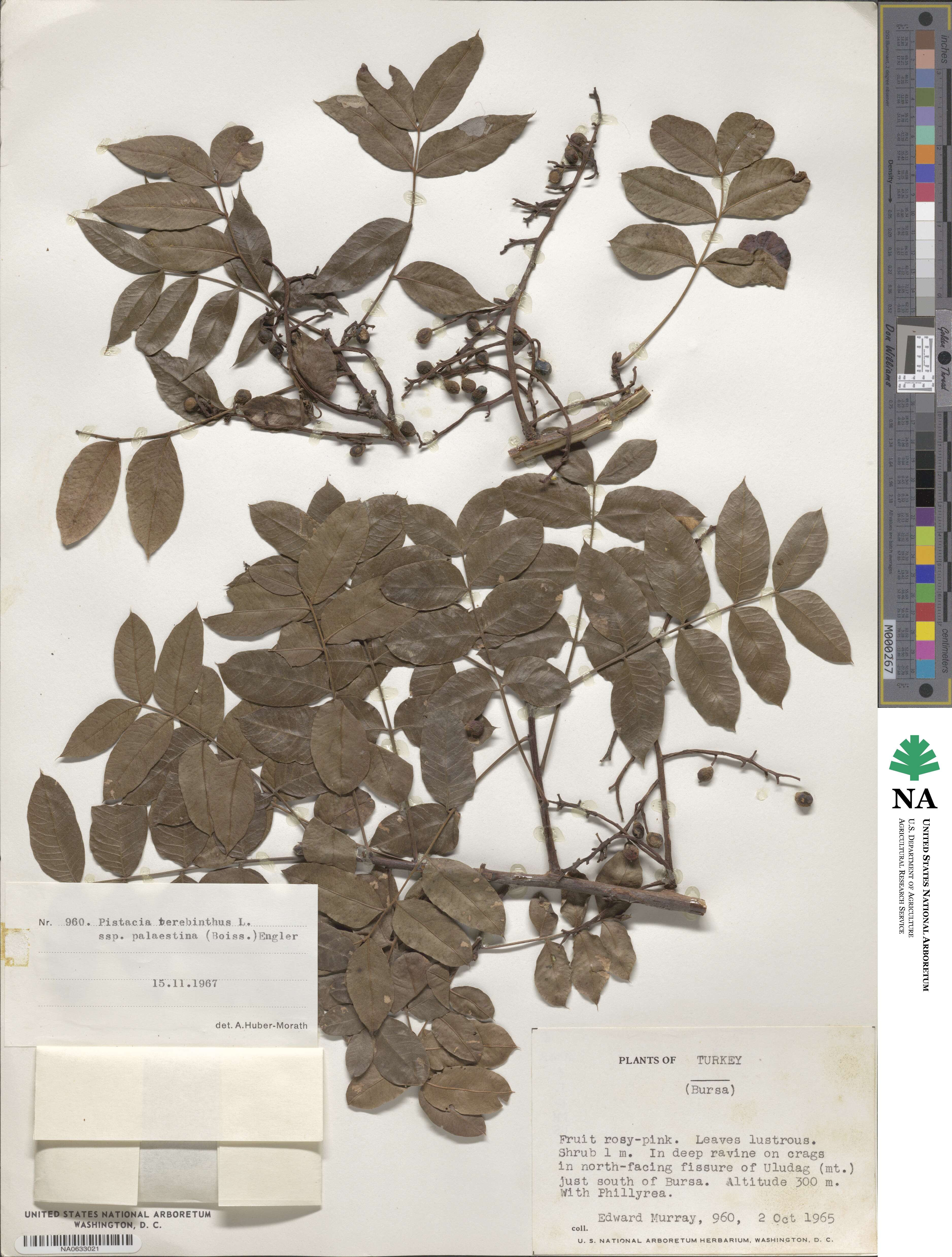 Pistacia terebinthus image