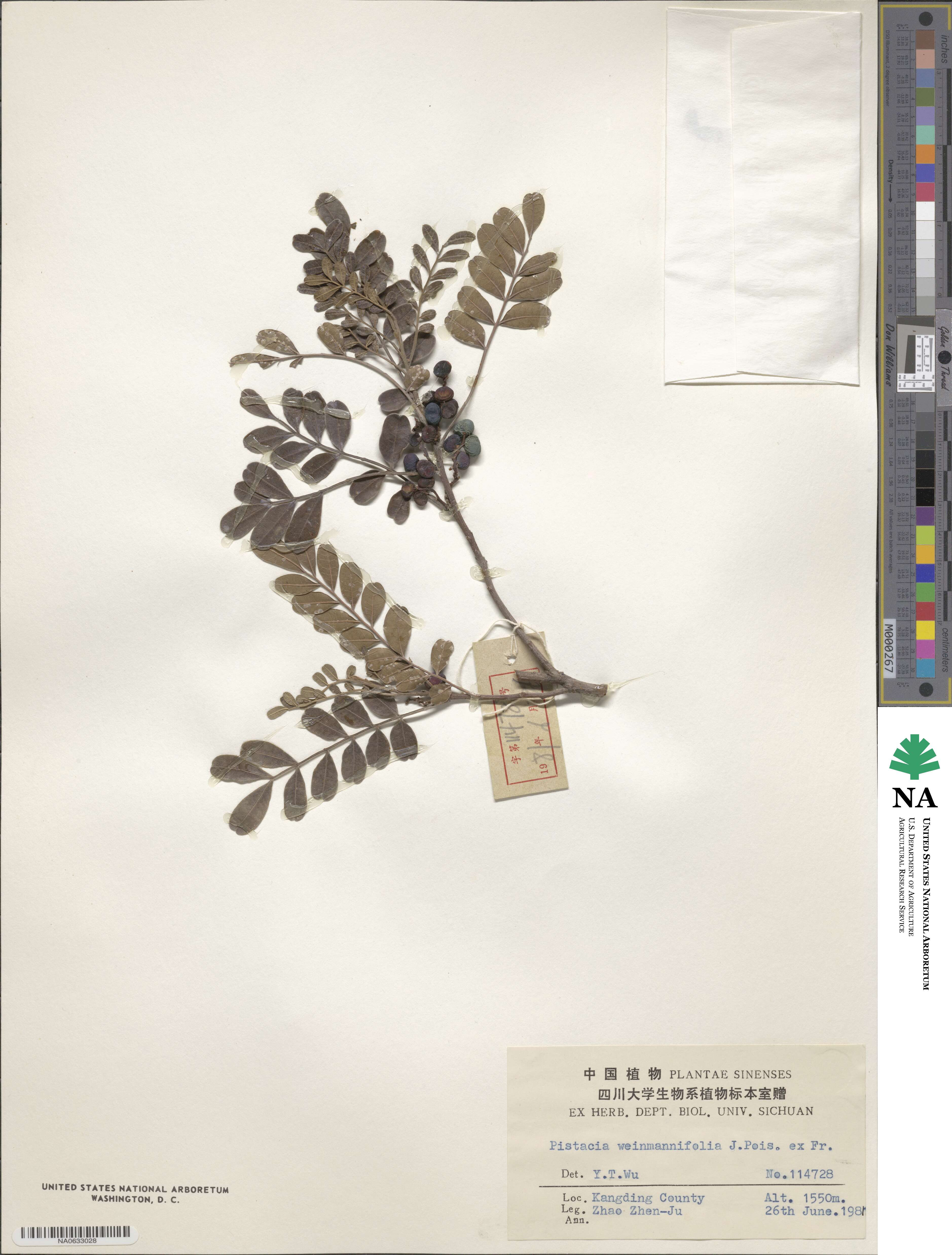 Pistacia weinmannifolia image