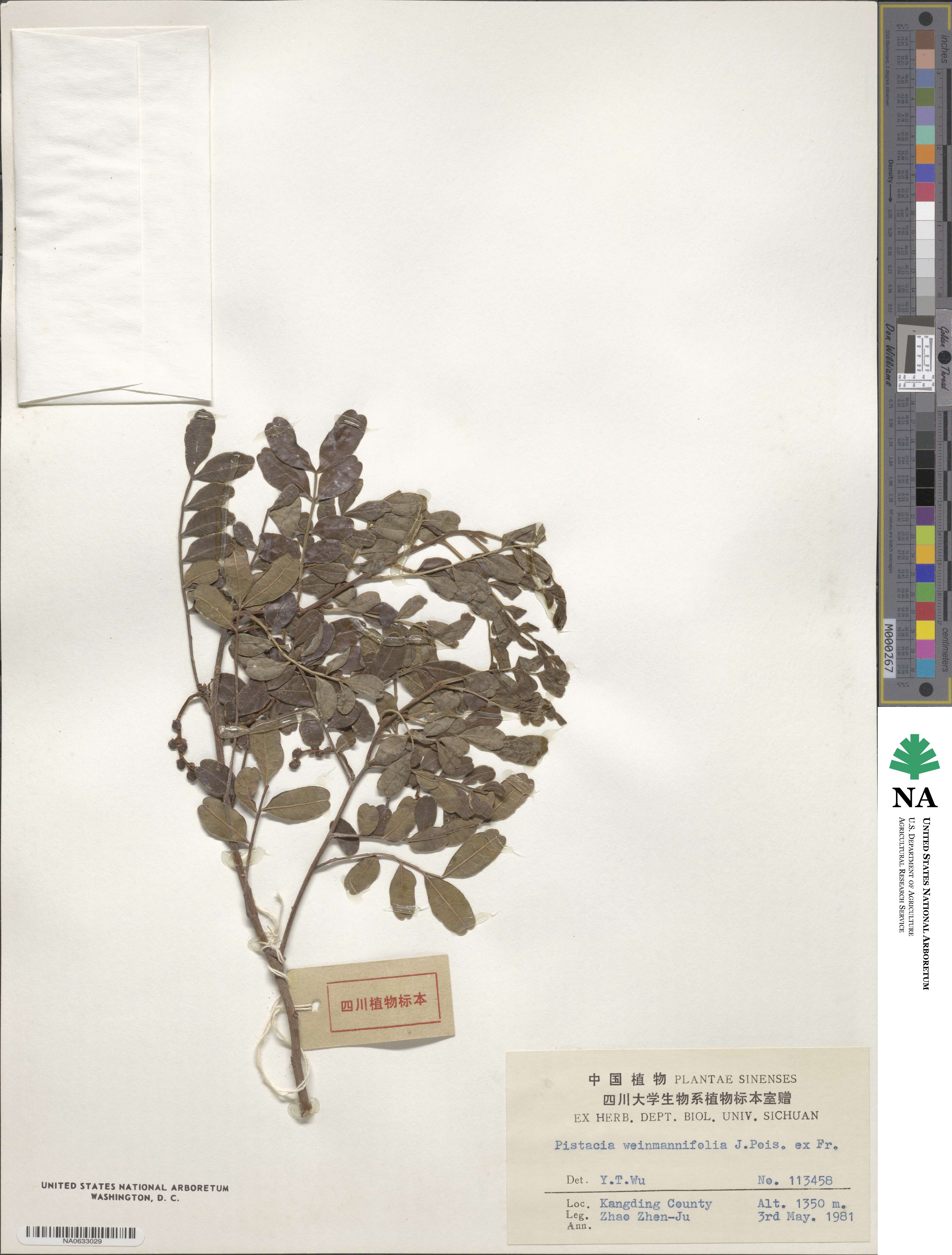Pistacia weinmannifolia image
