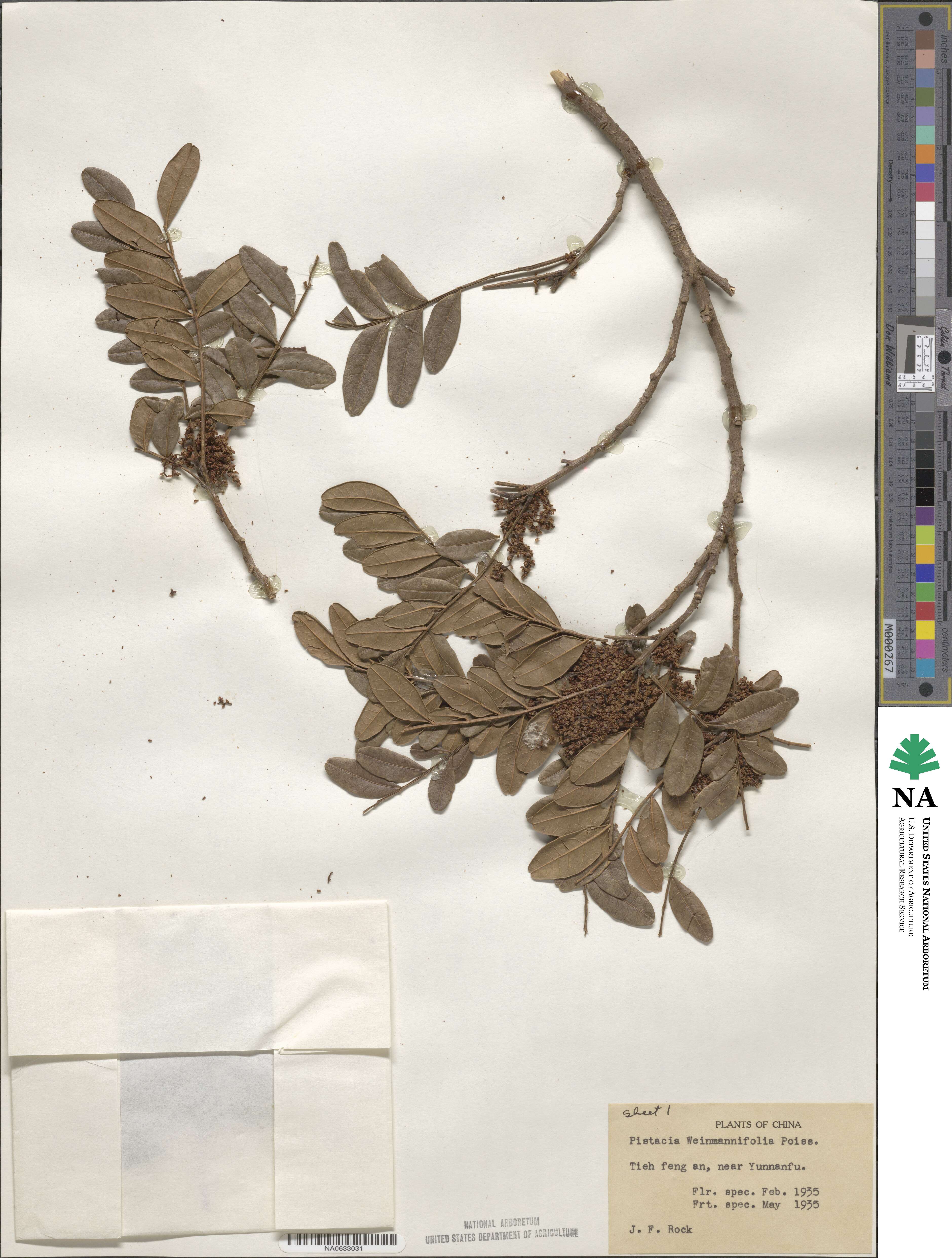 Pistacia weinmannifolia image