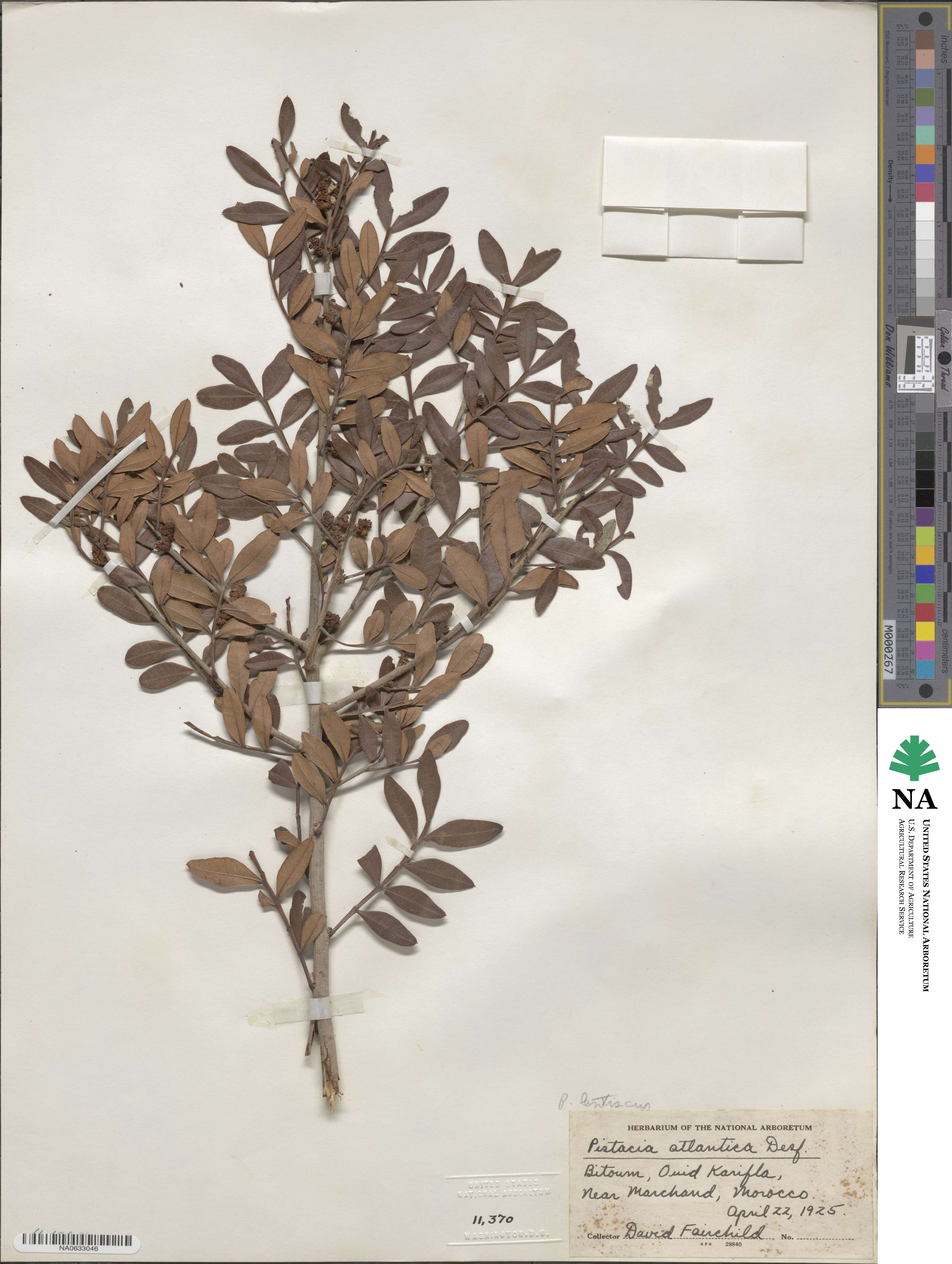 Pistacia lentiscus image