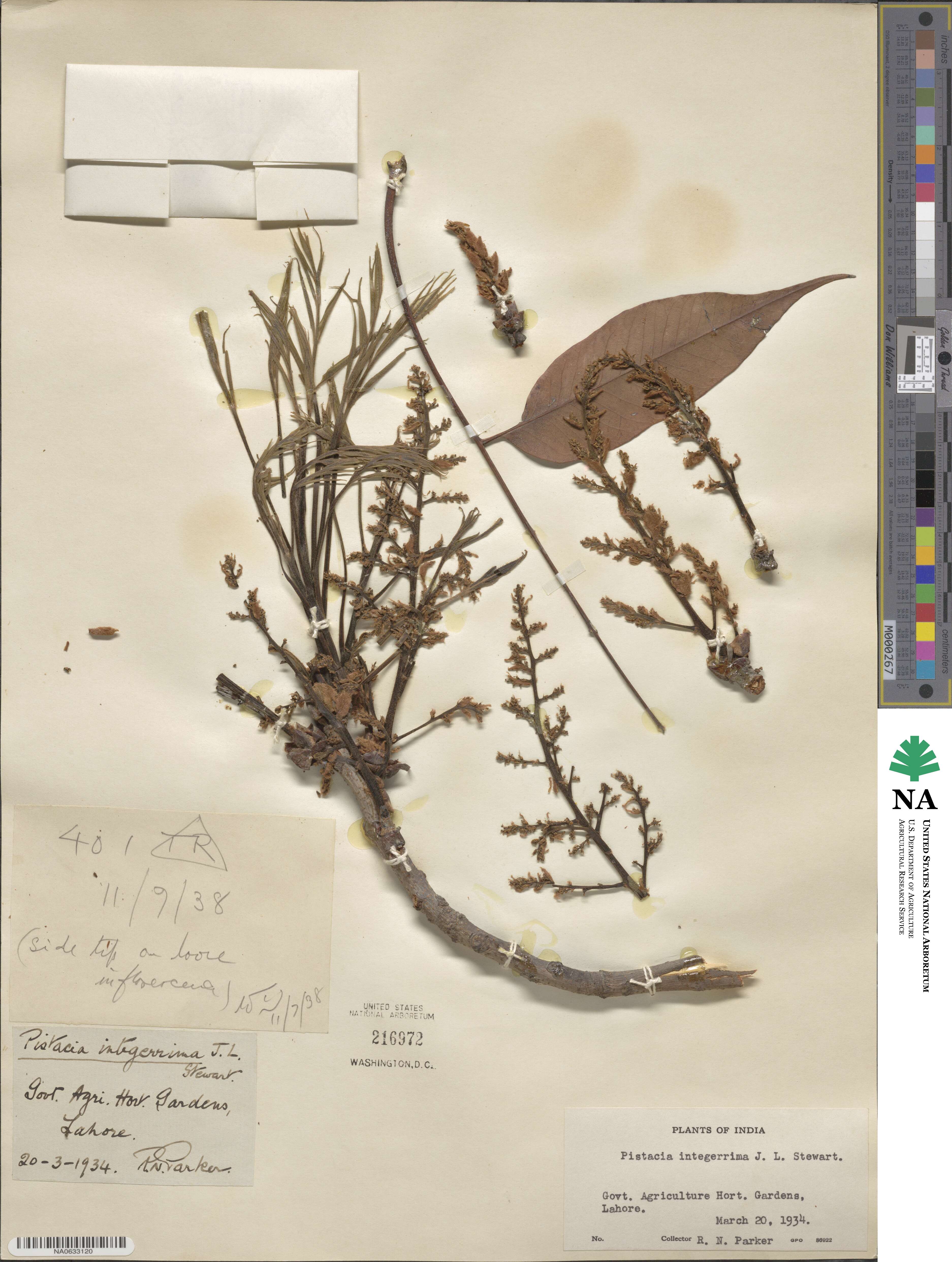 Pistacia chinensis image