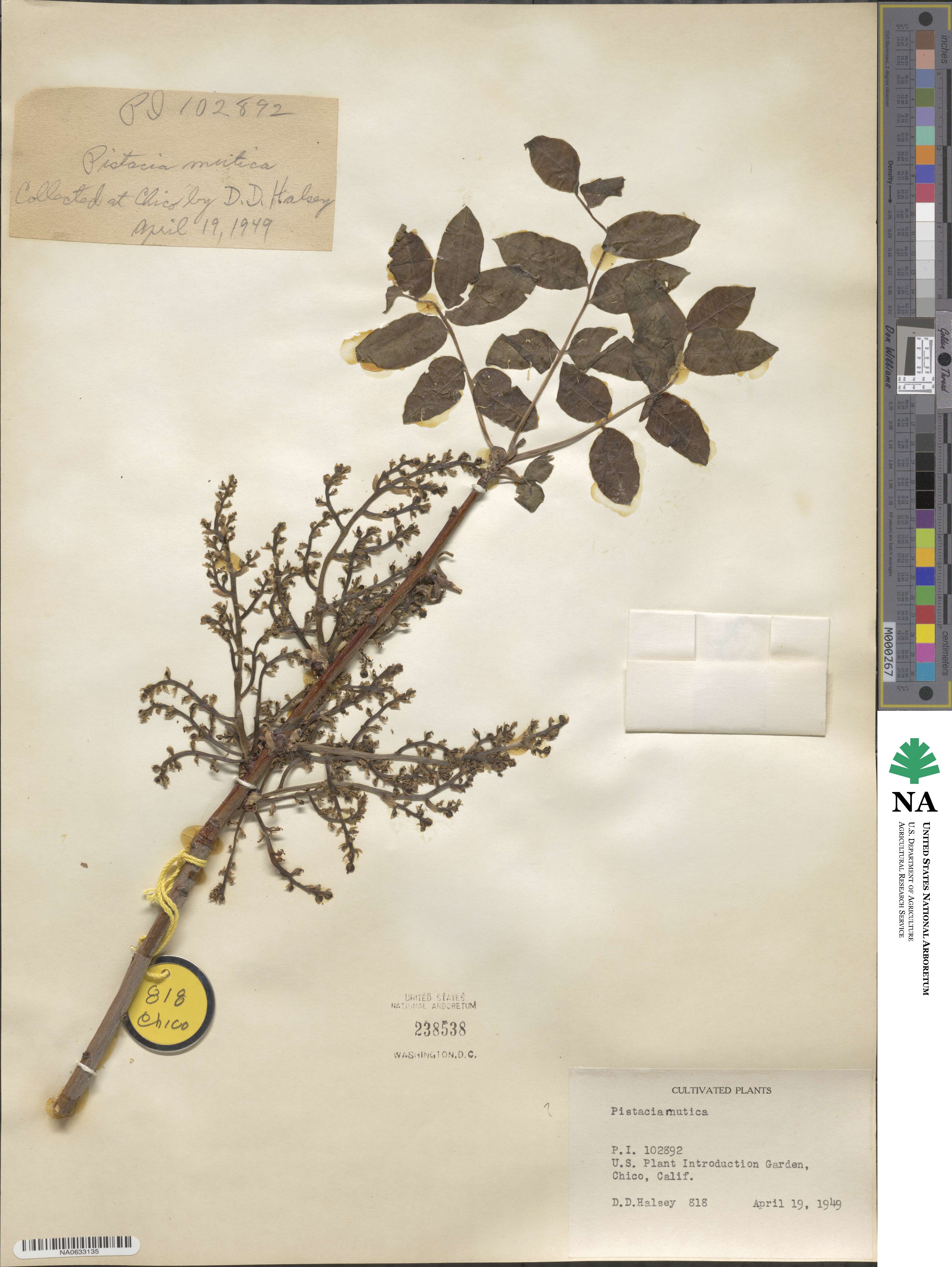 Pistacia atlantica image
