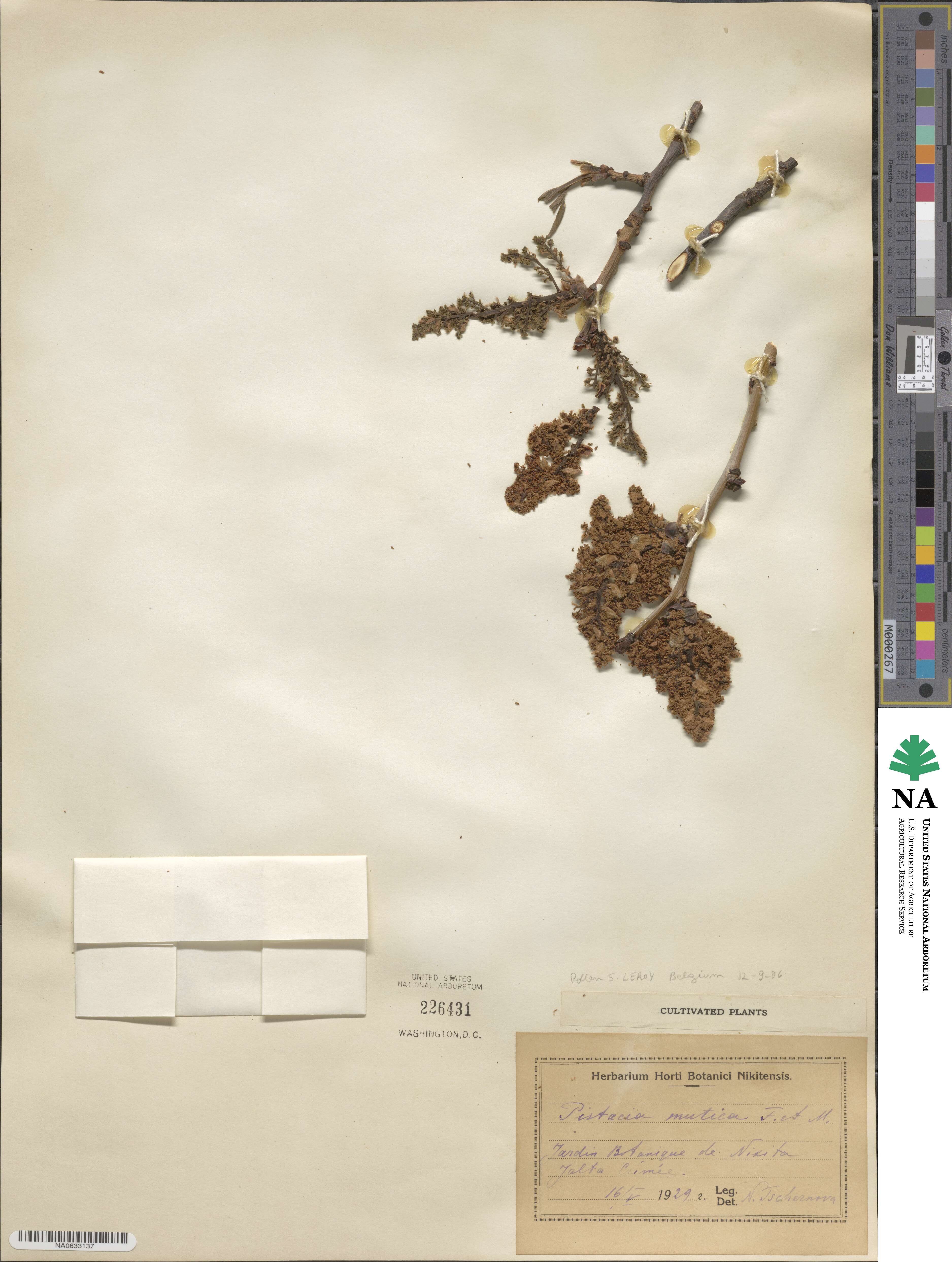 Pistacia atlantica image