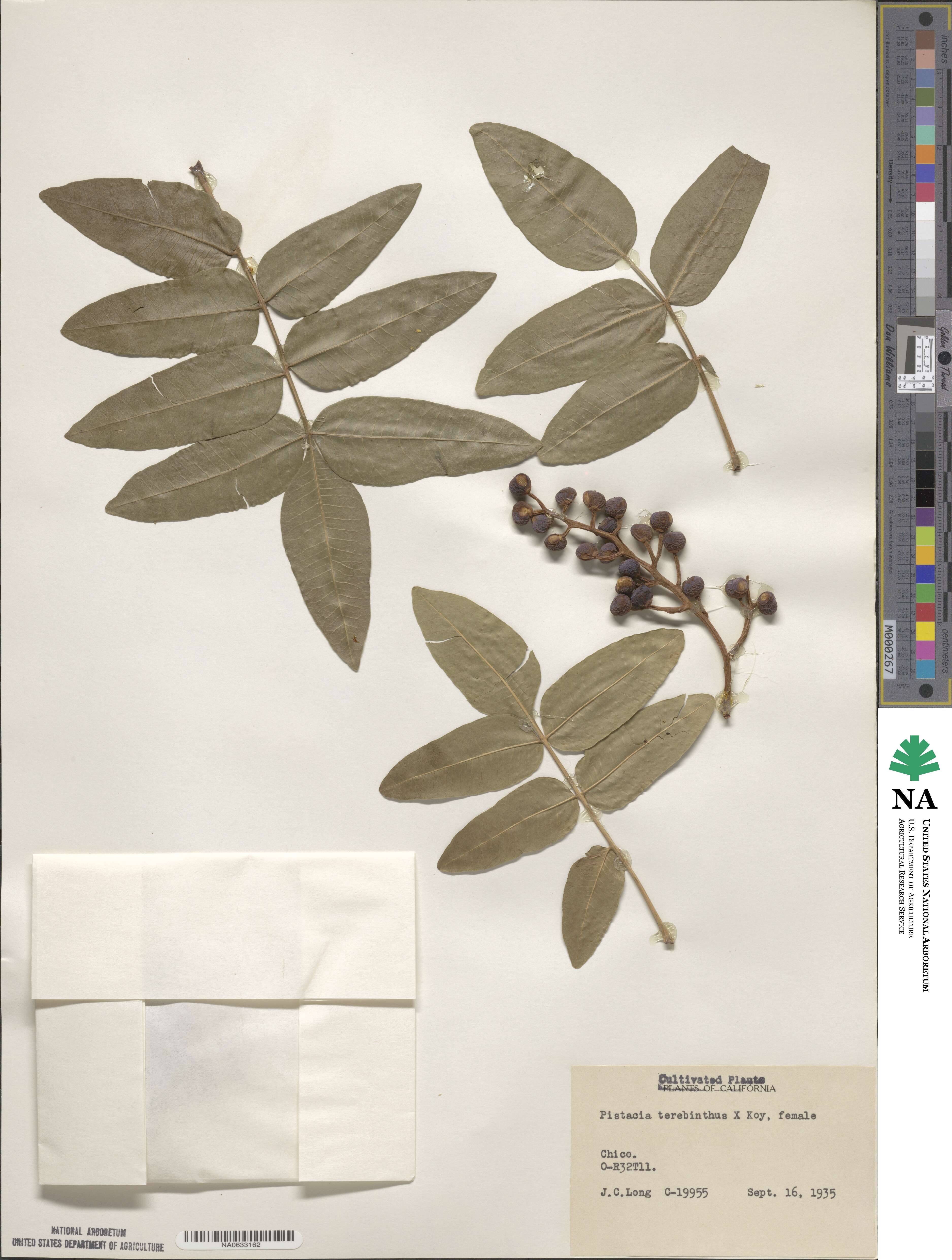 Pistacia terebinthus image