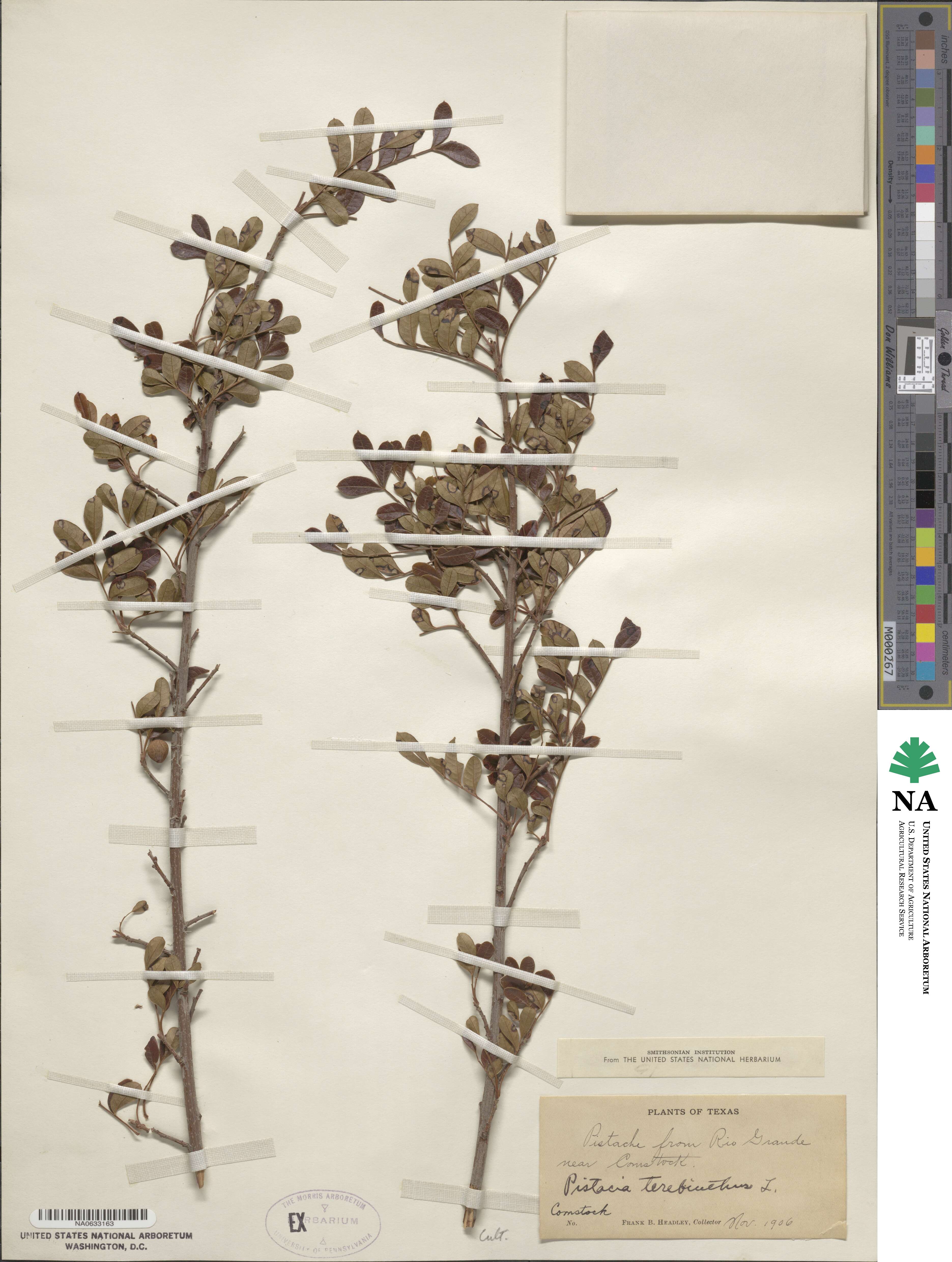 Pistacia terebinthus image
