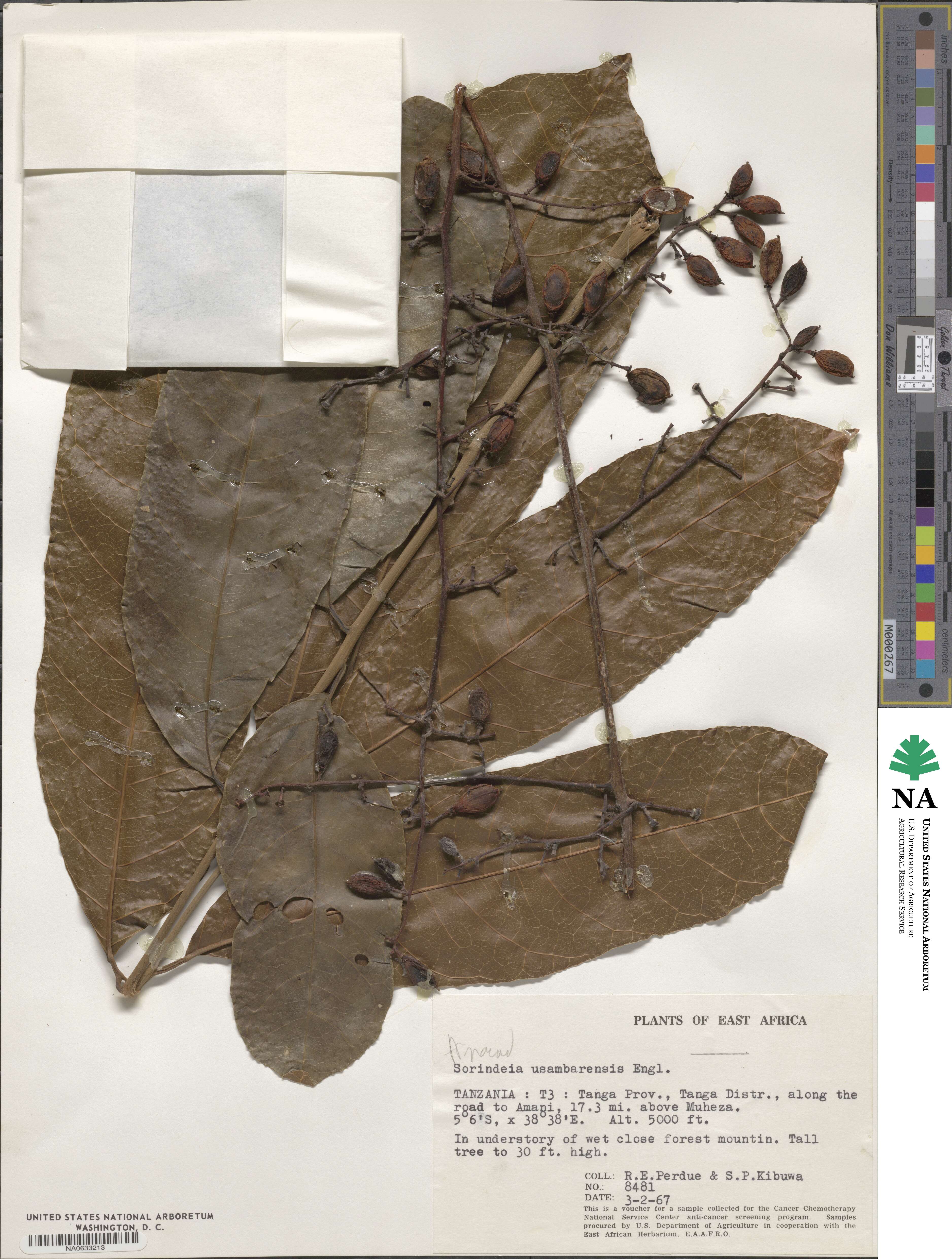 Sorindeia madagascariensis image