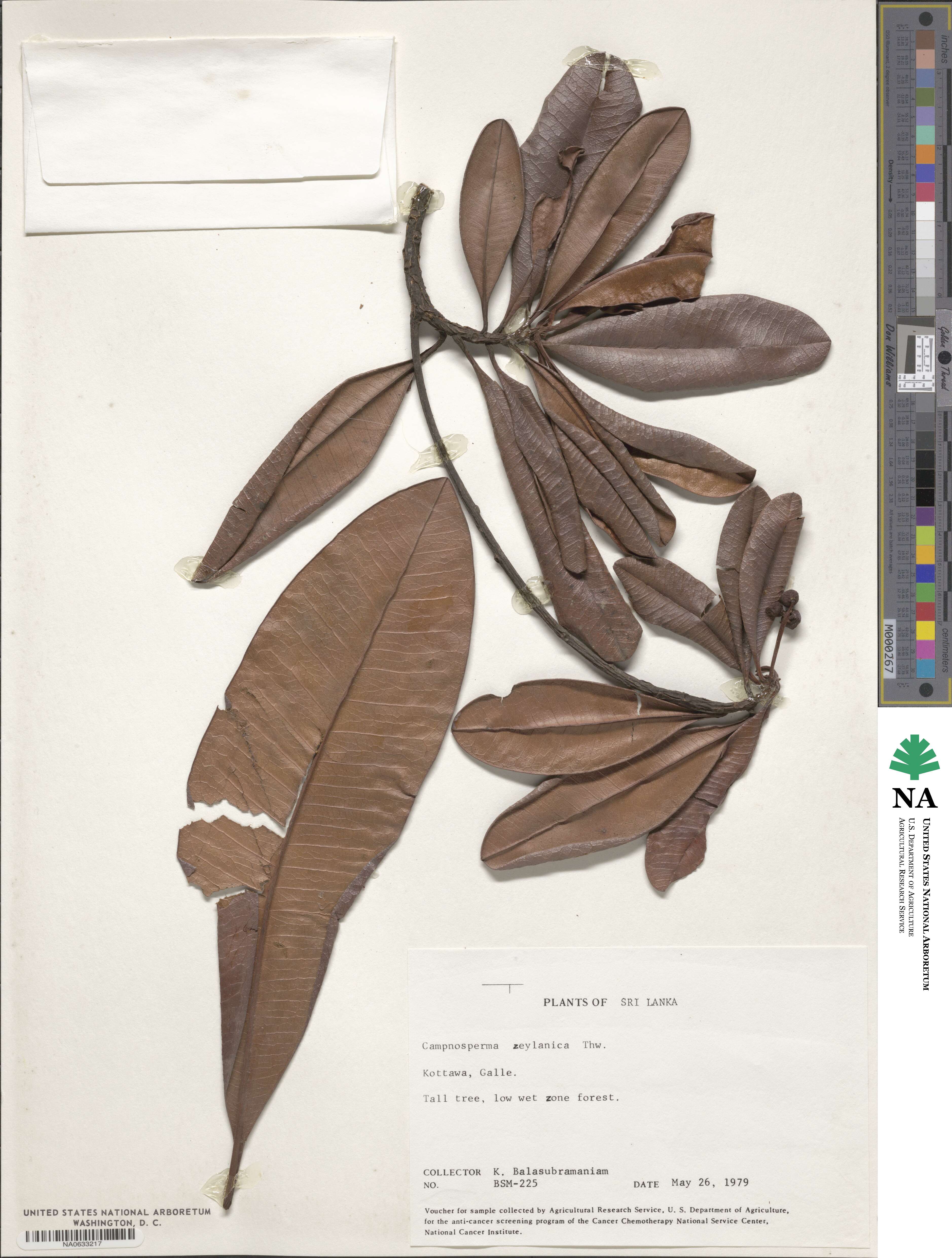 Campnosperma image