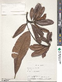 Image of Campnosperma zeylanica