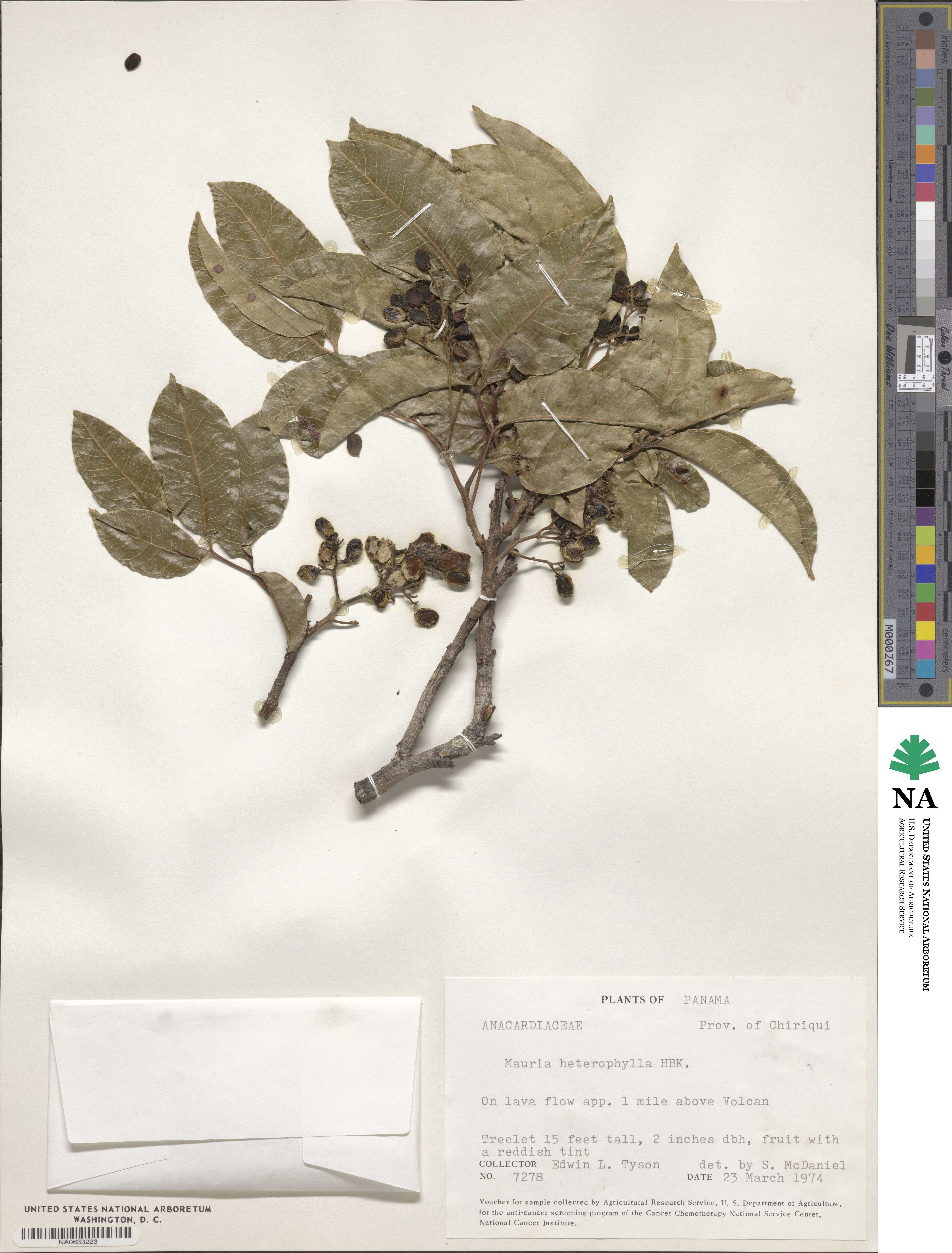Mauria heterophylla image