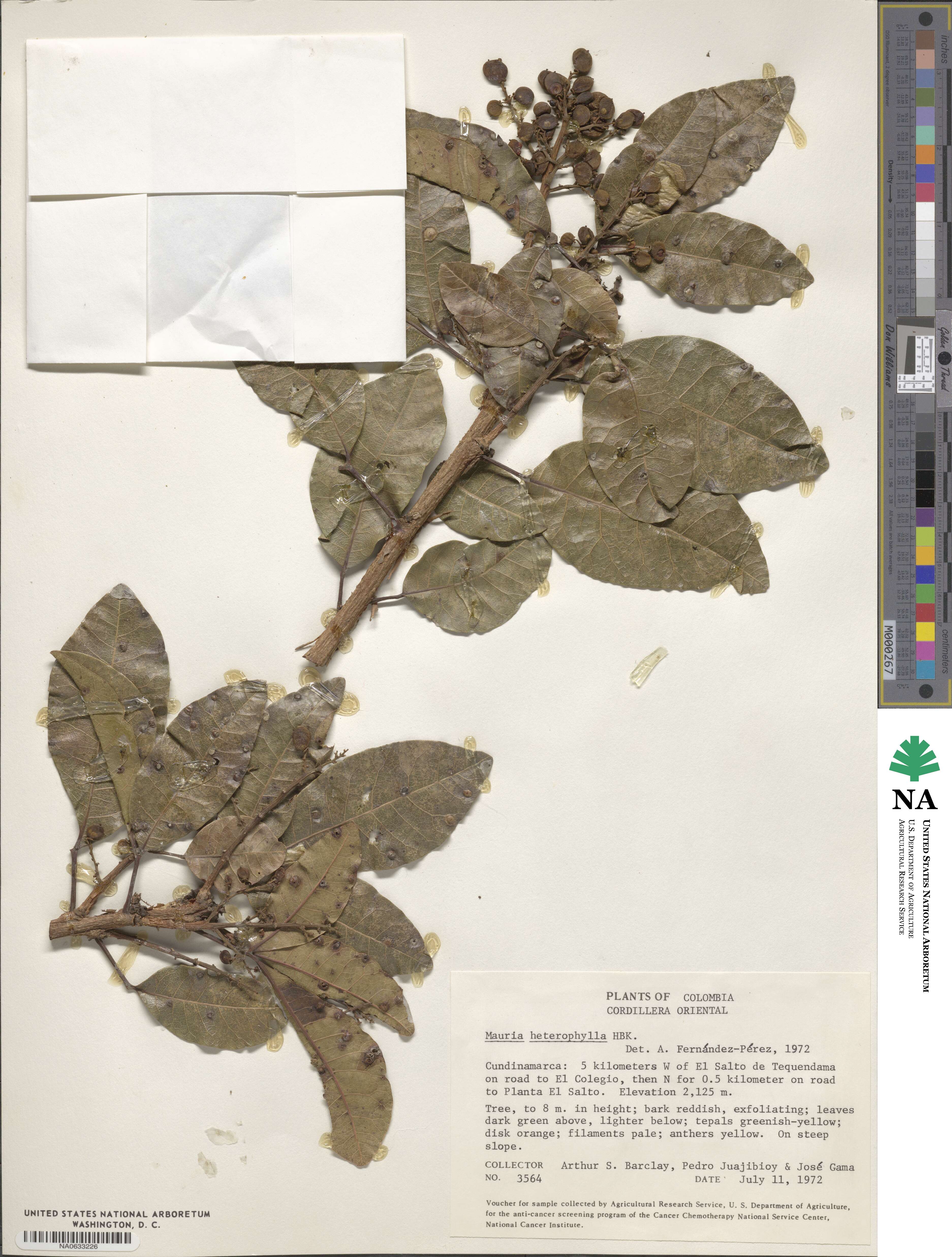 Mauria image