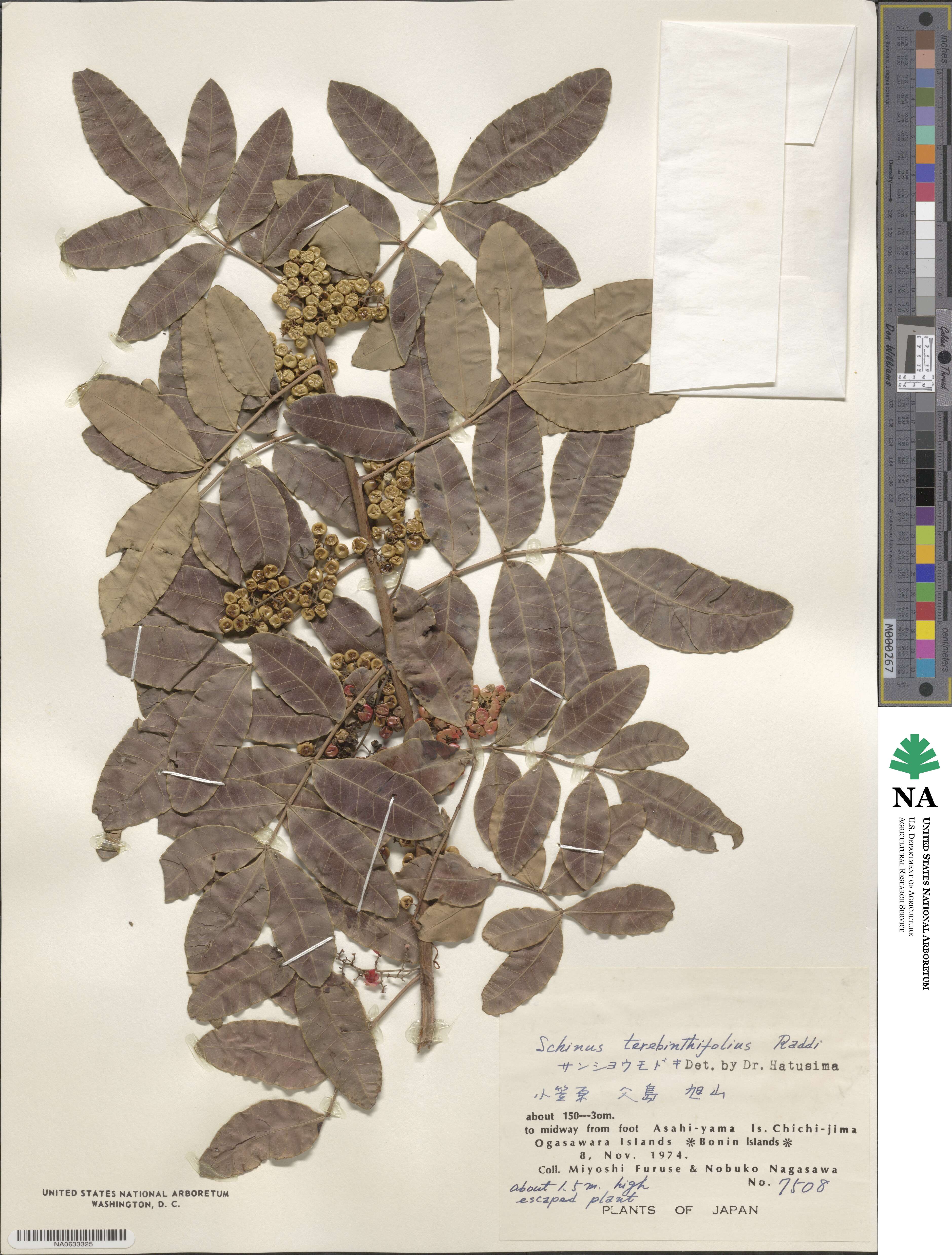 Schinus terebinthifolia image