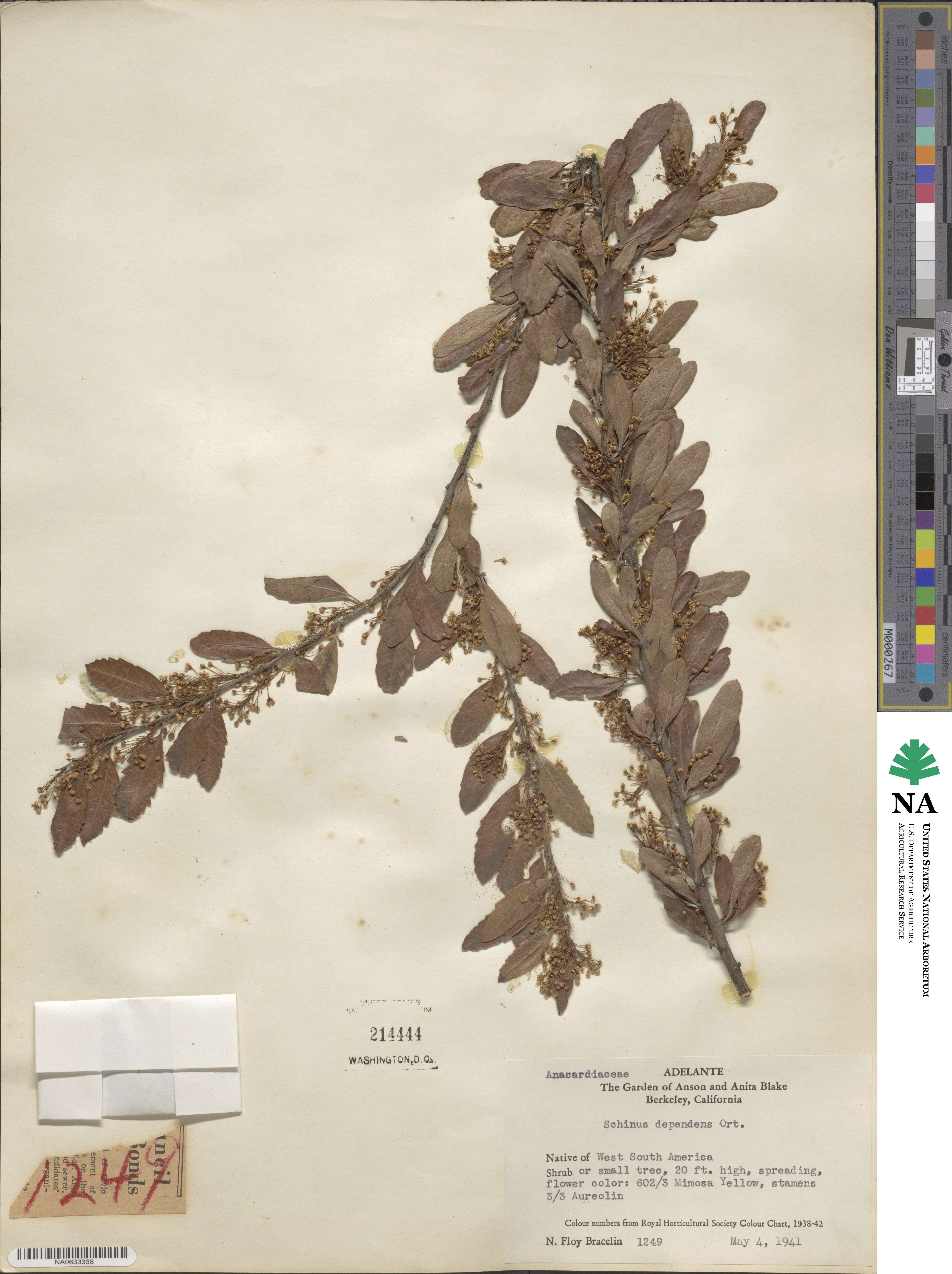 Schinus polygamus image