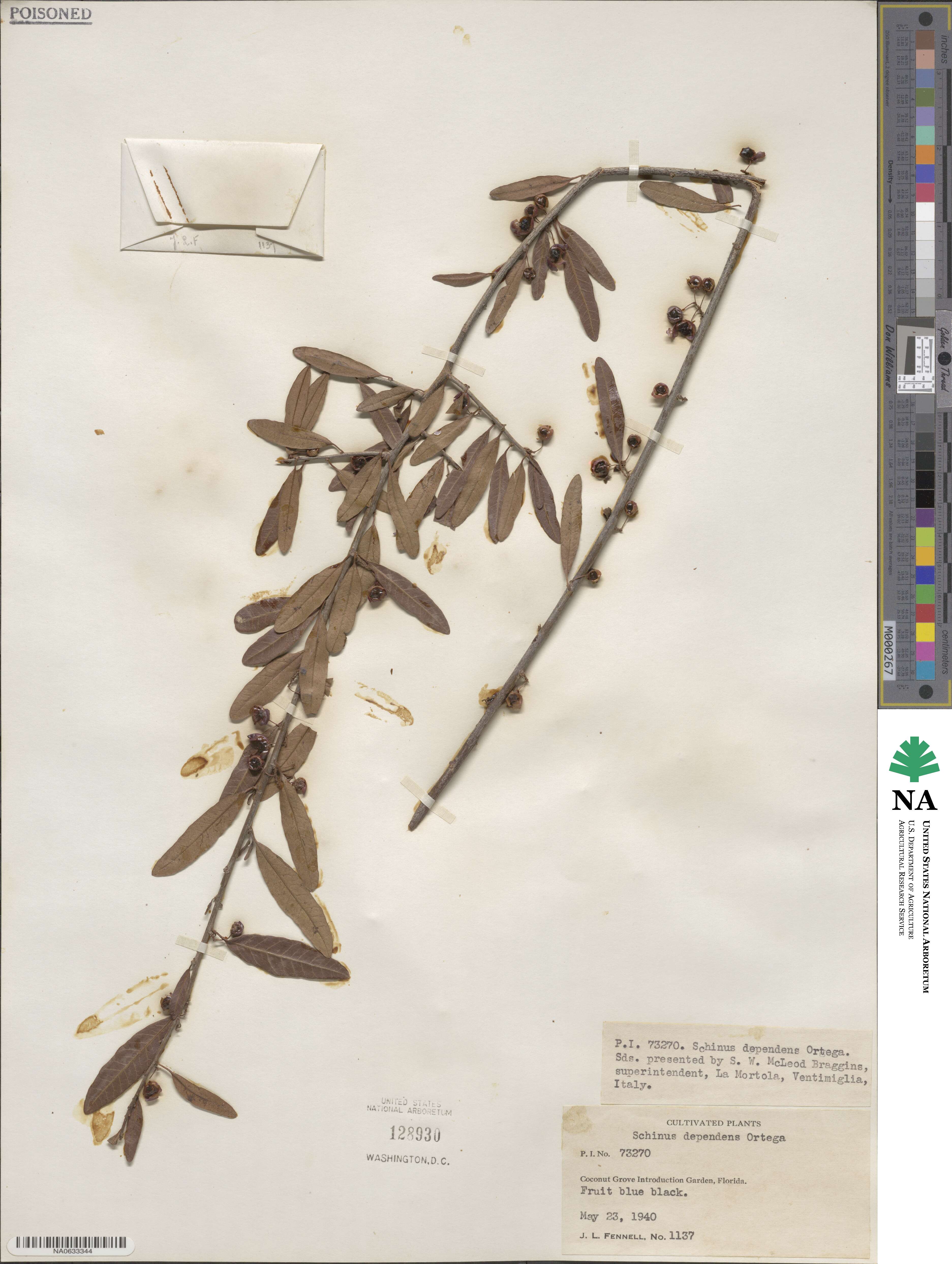 Schinus polygamus image