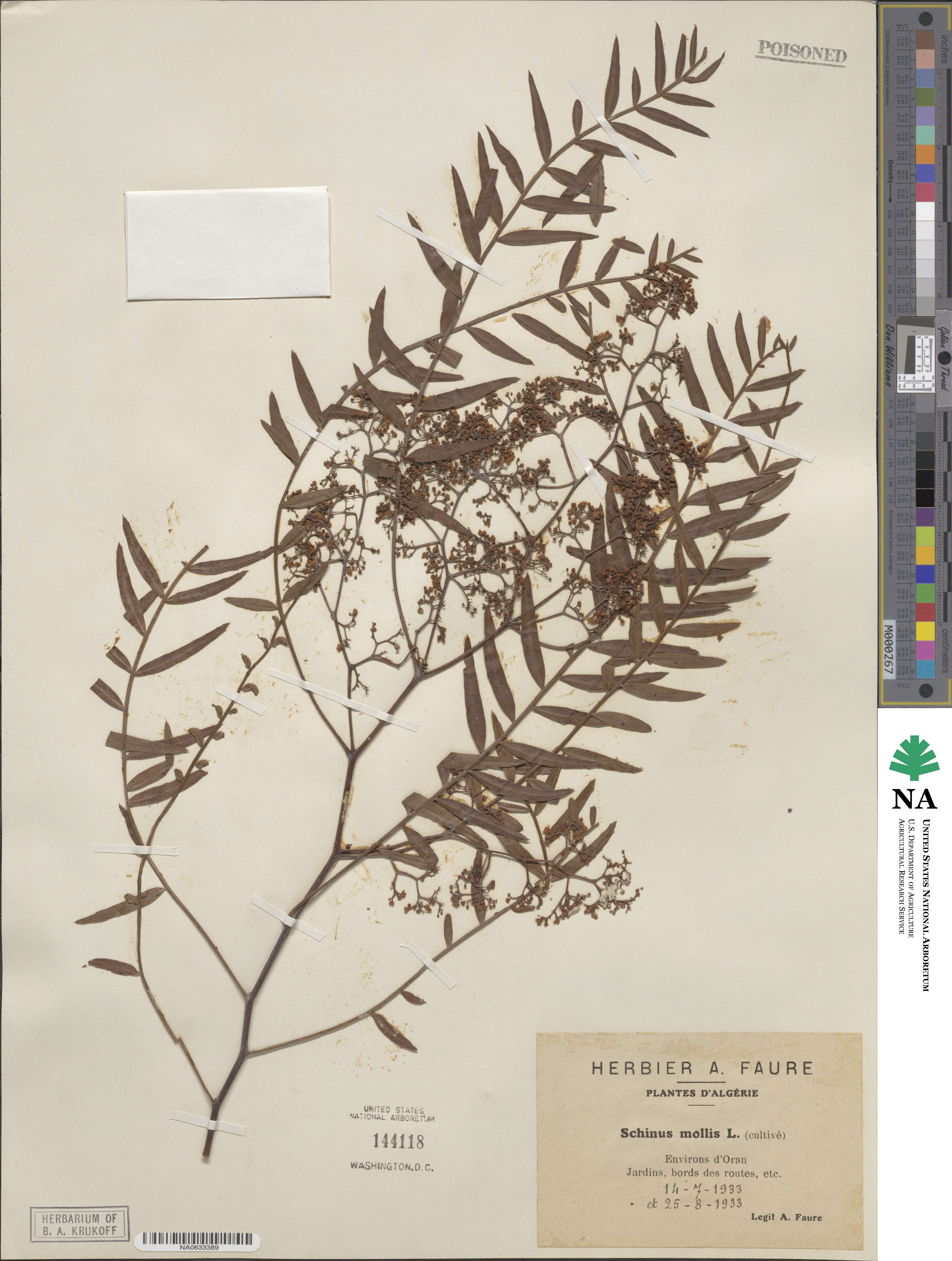 Schinus molle image
