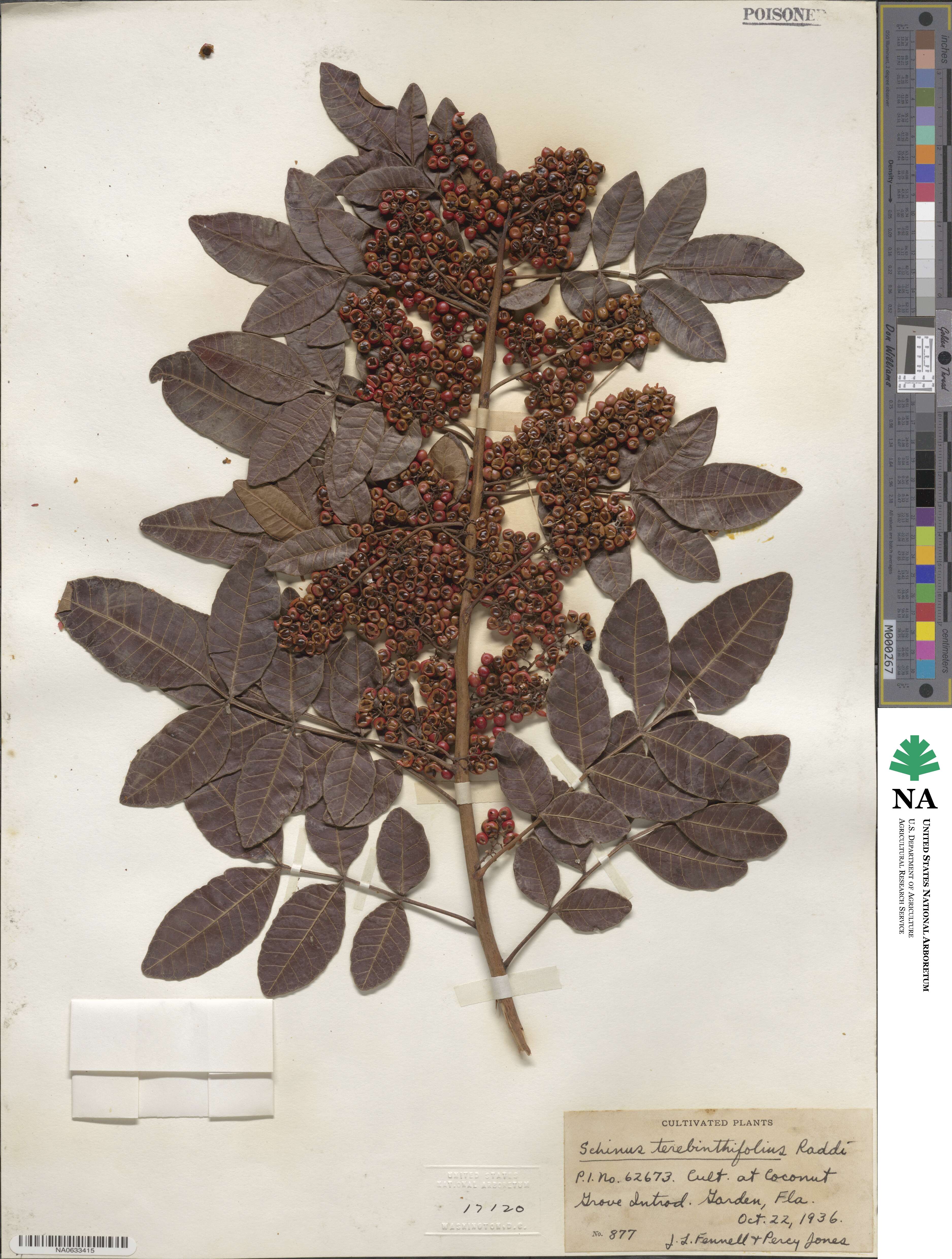 Schinus image