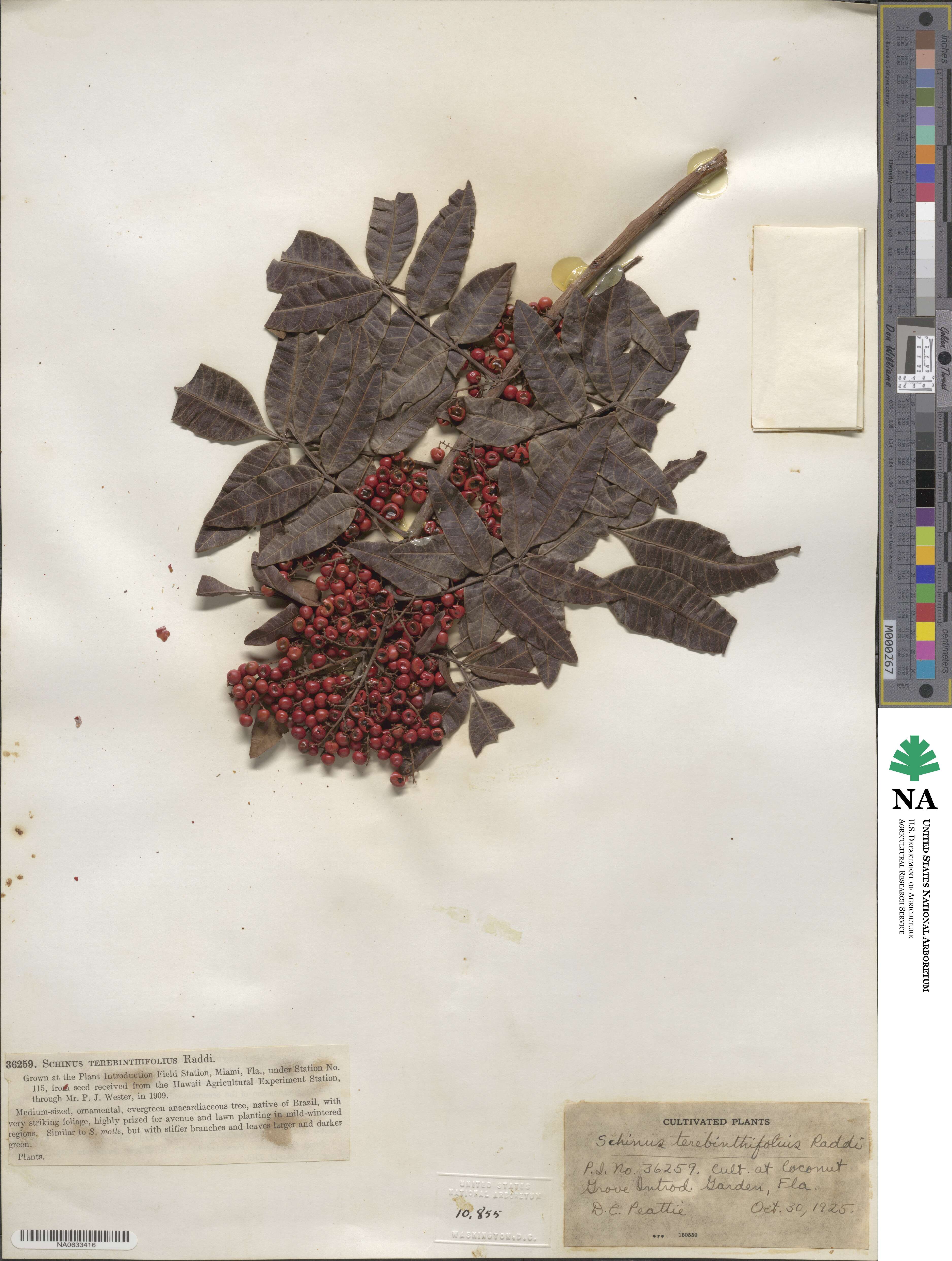 Schinus terebinthifolia image