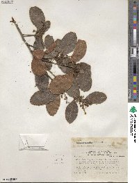 Lithraea caustica image