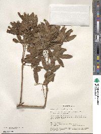 Lithraea molleoides image
