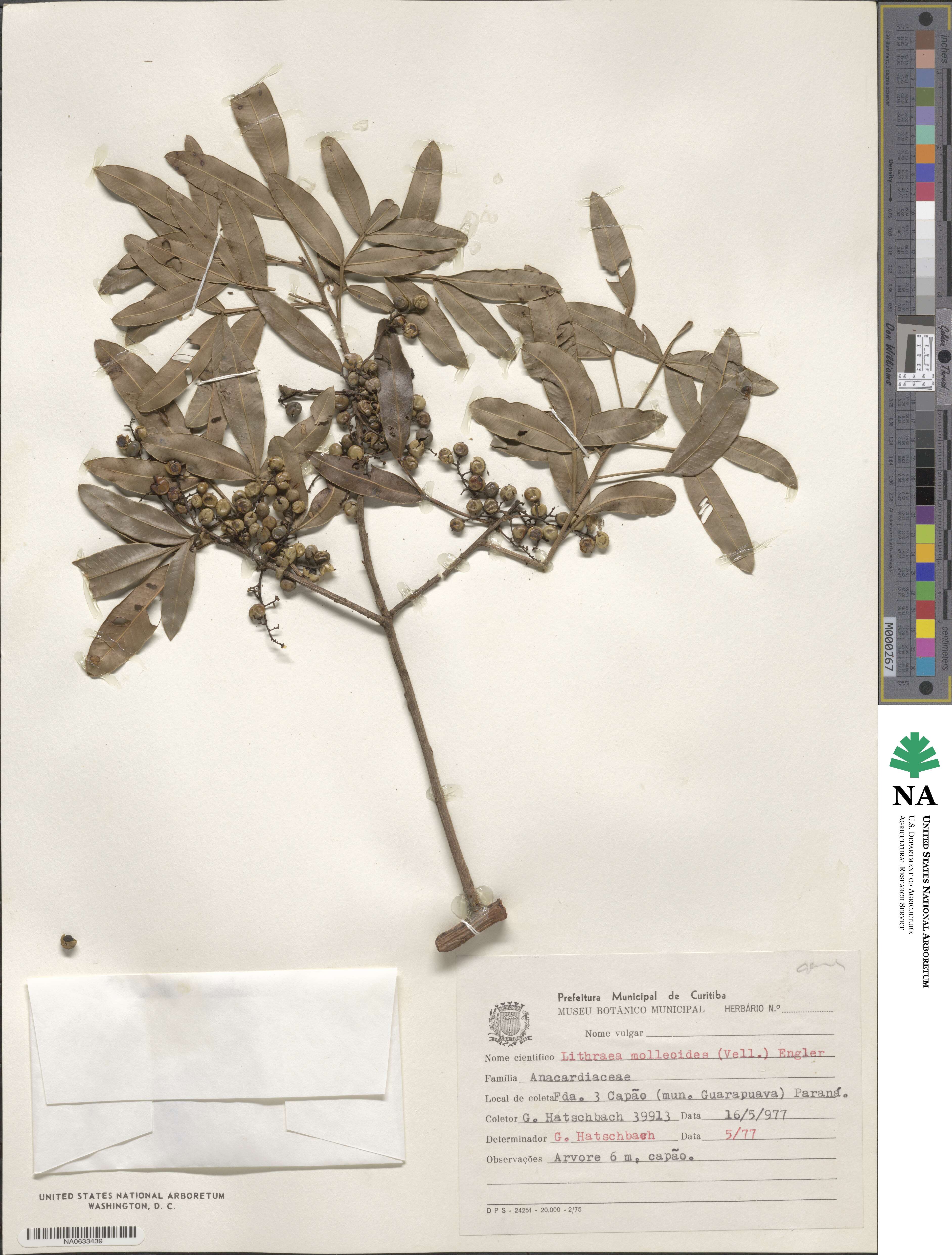 Lithraea molleoides image