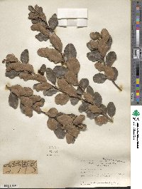 Lithraea caustica image