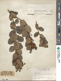 Lithraea caustica image
