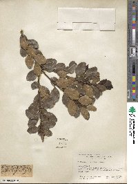 Lithraea caustica image