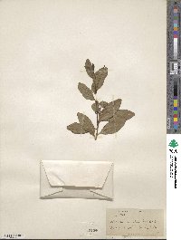 Lithraea caustica image