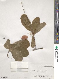 Cotinus obovatus image