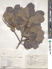 Cotinus obovatus image