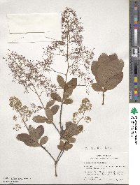Cotinus obovatus image