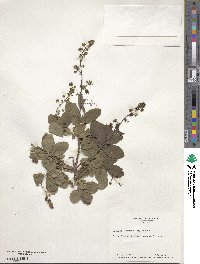 Cotinus obovatus image