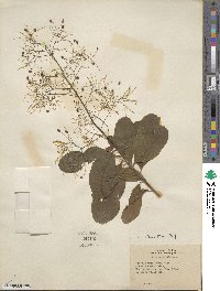 Cotinus obovatus image
