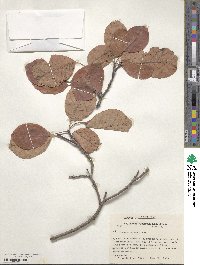 Cotinus obovatus image