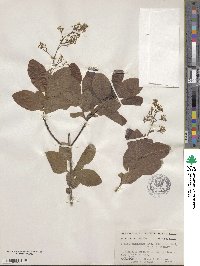Cotinus obovatus image