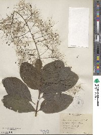 Cotinus obovatus image