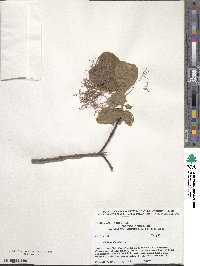 Cotinus obovatus image