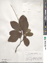 Cotinus obovatus image