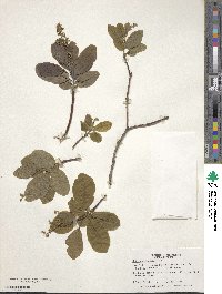 Cotinus obovatus image