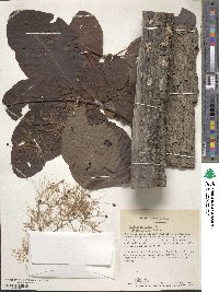 Cotinus obovatus image