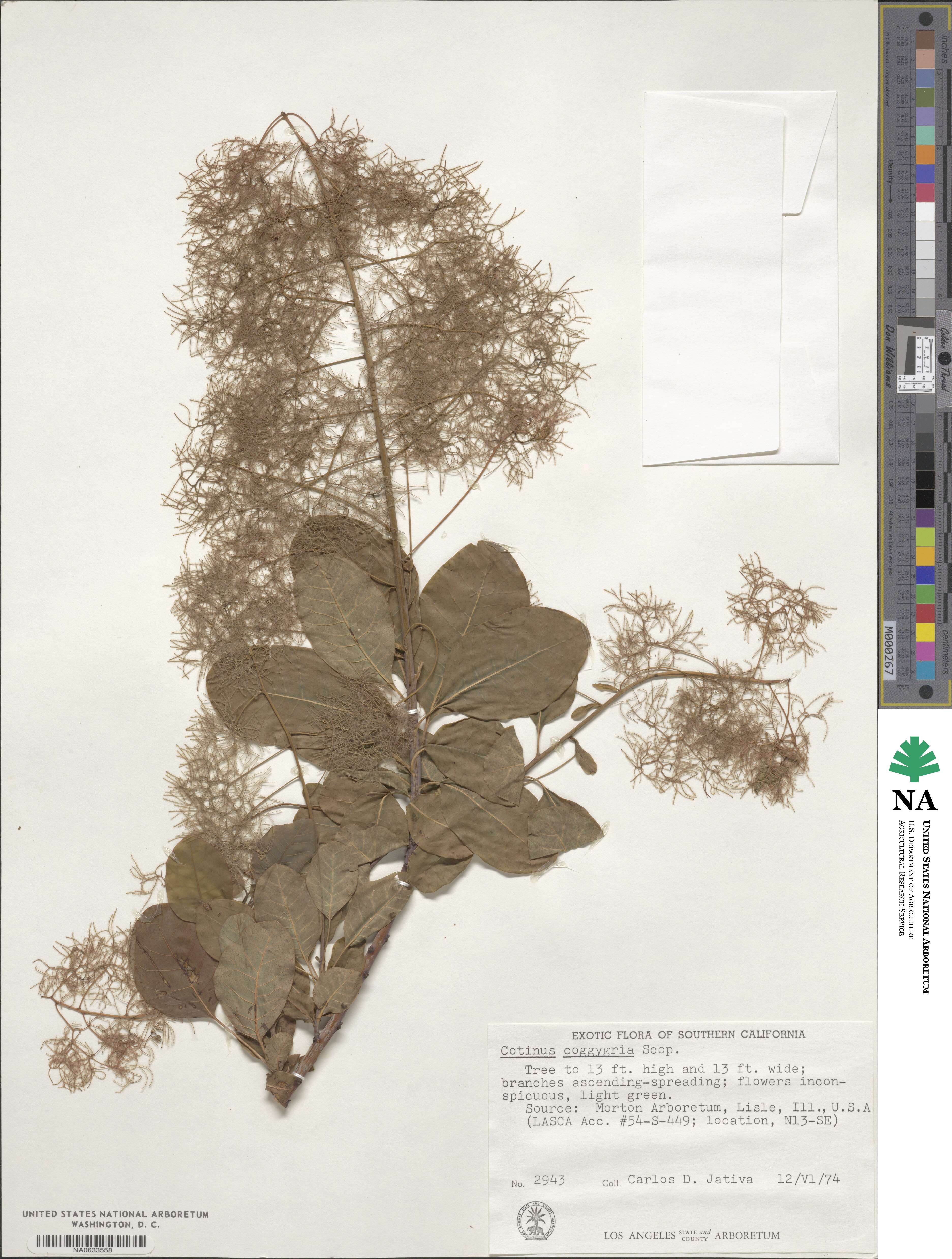 Cotinus coggygria image