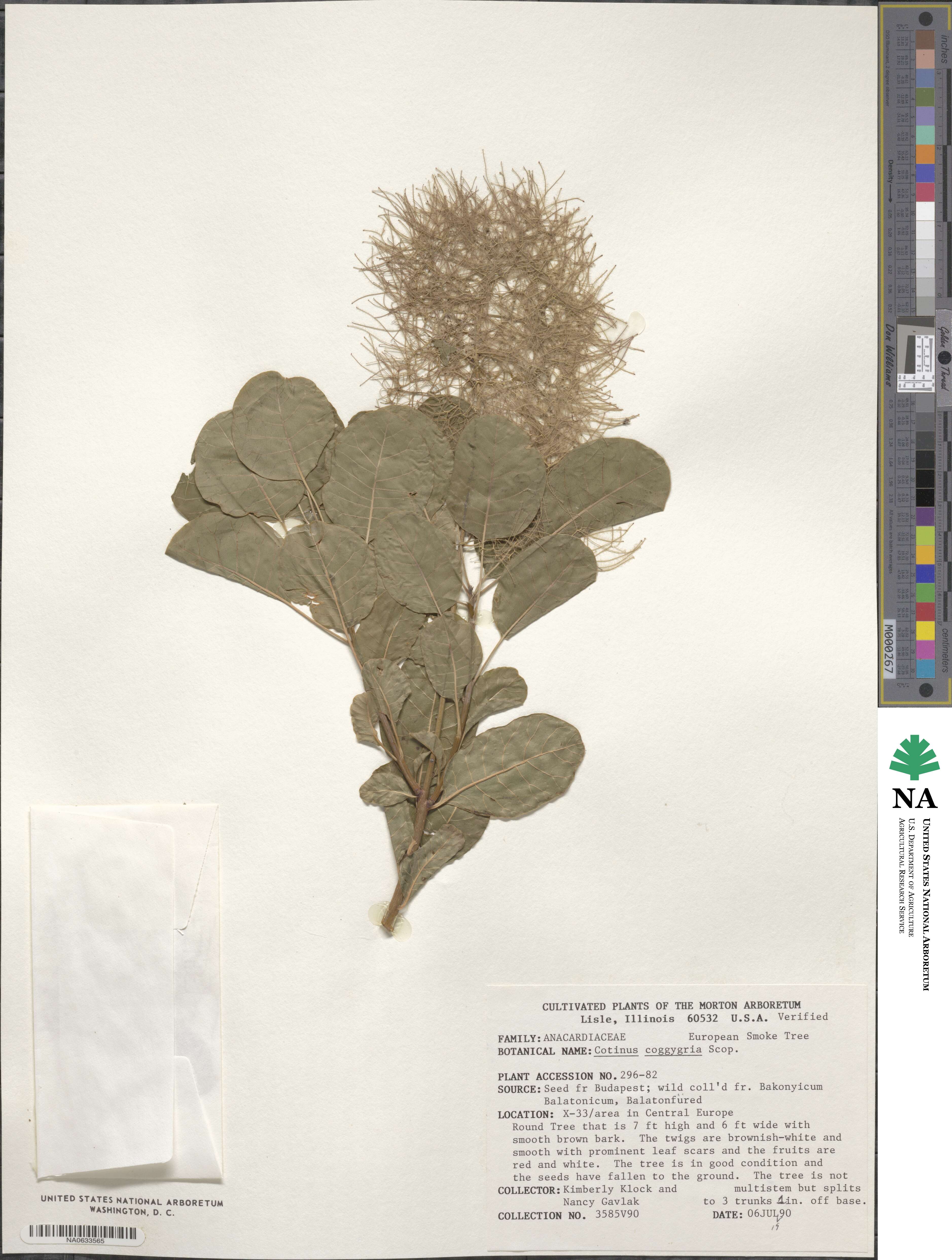 Cotinus coggygria image