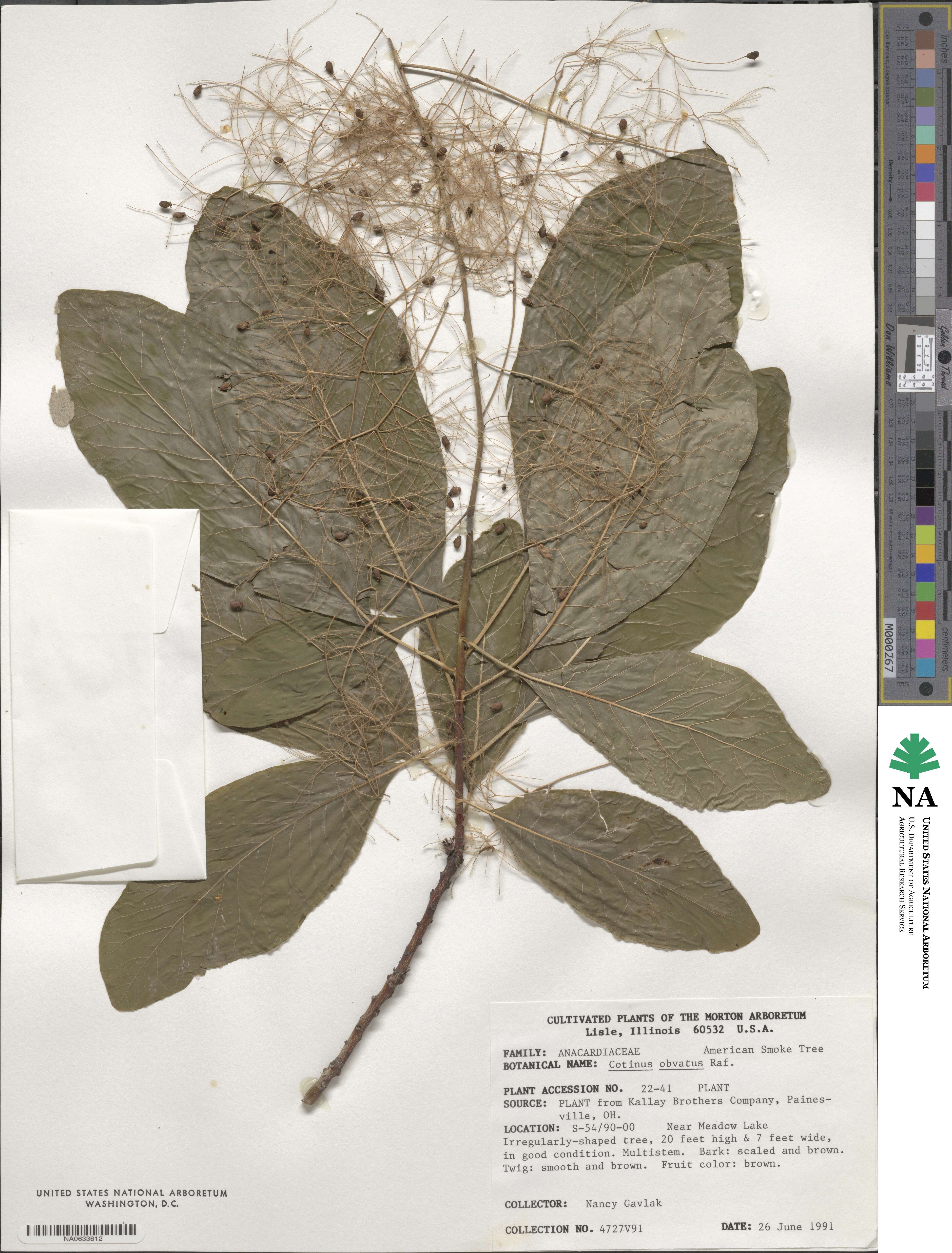Anacardiaceae image