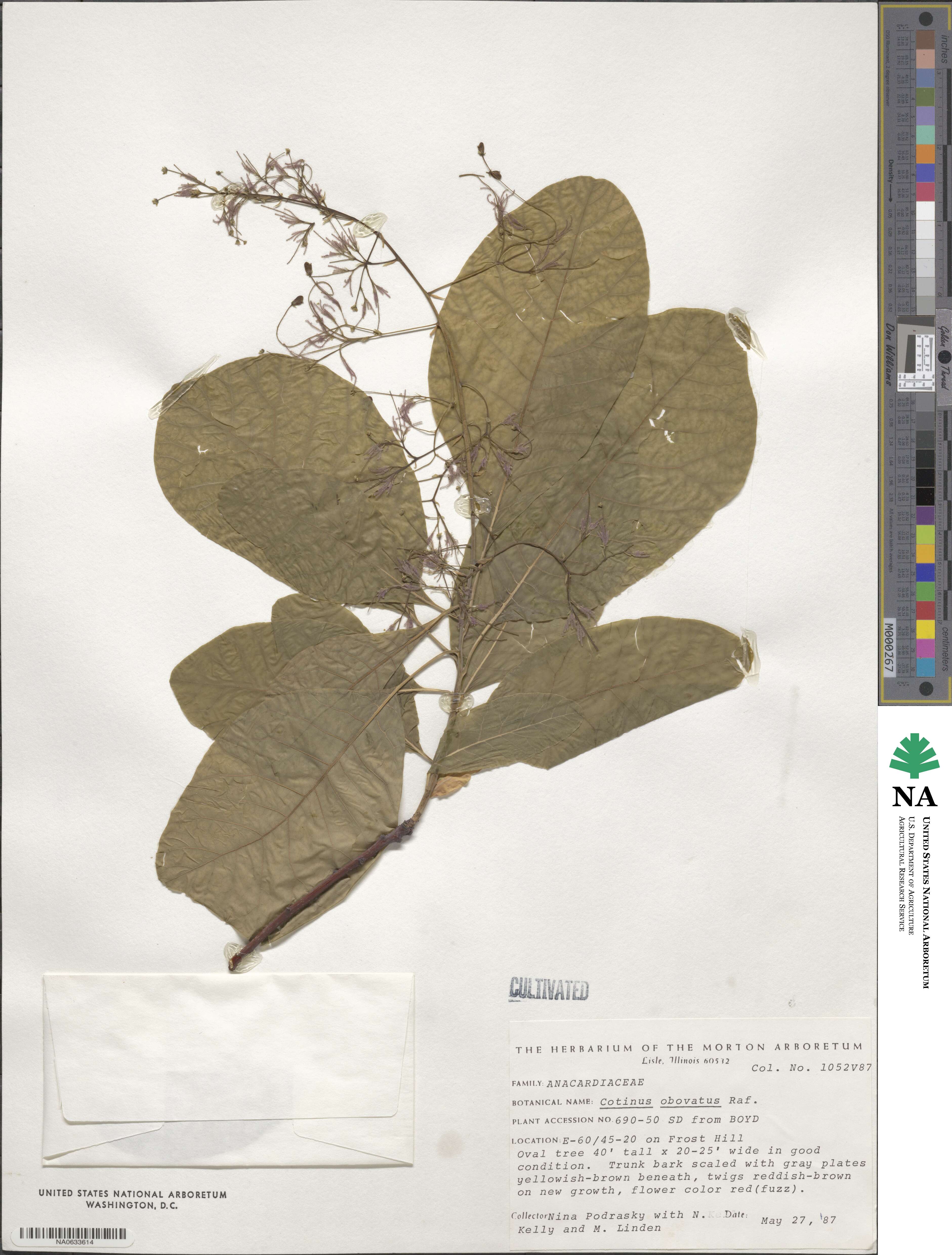 Cotinus obovatus image