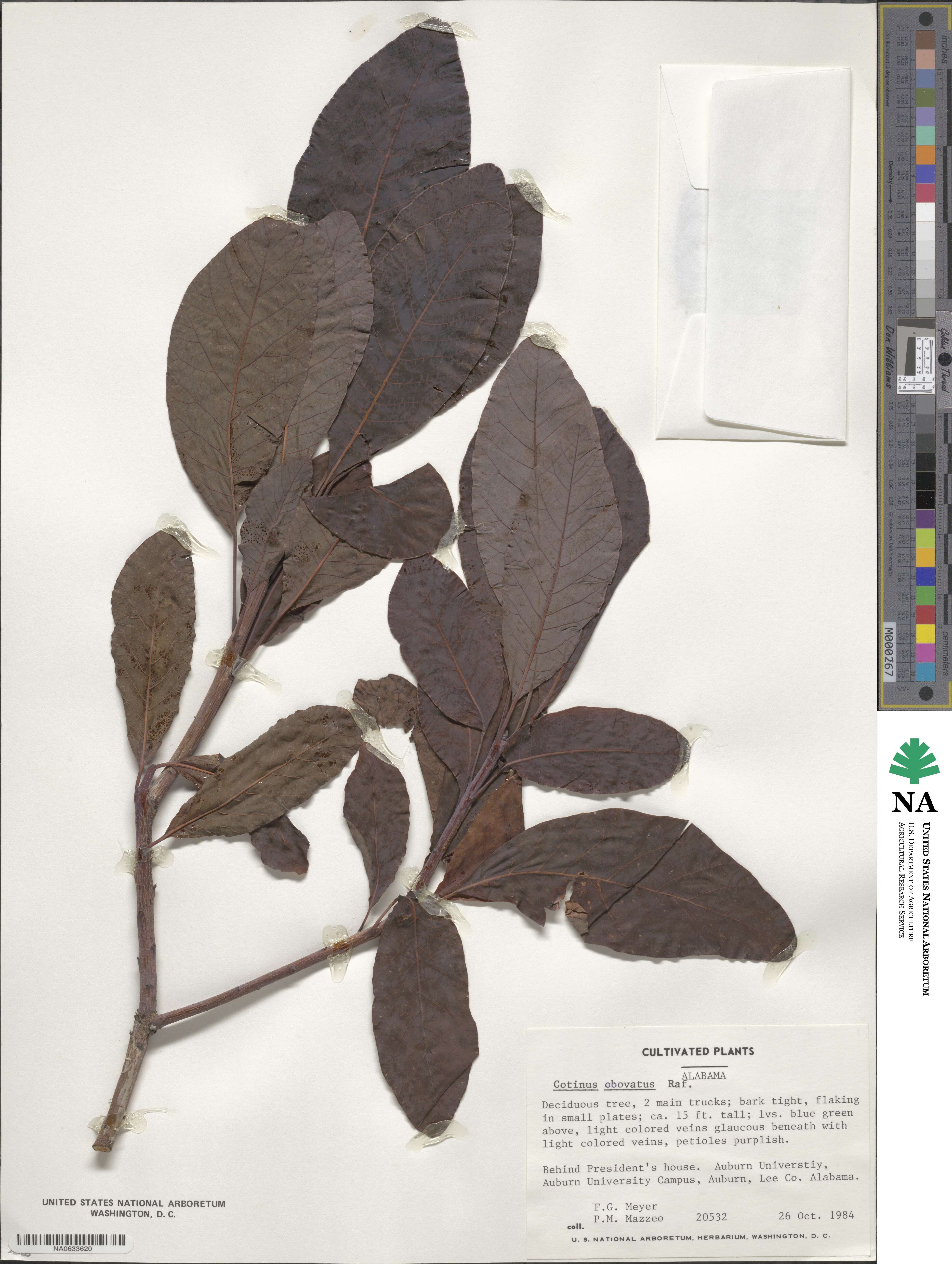 Cotinus obovatus image