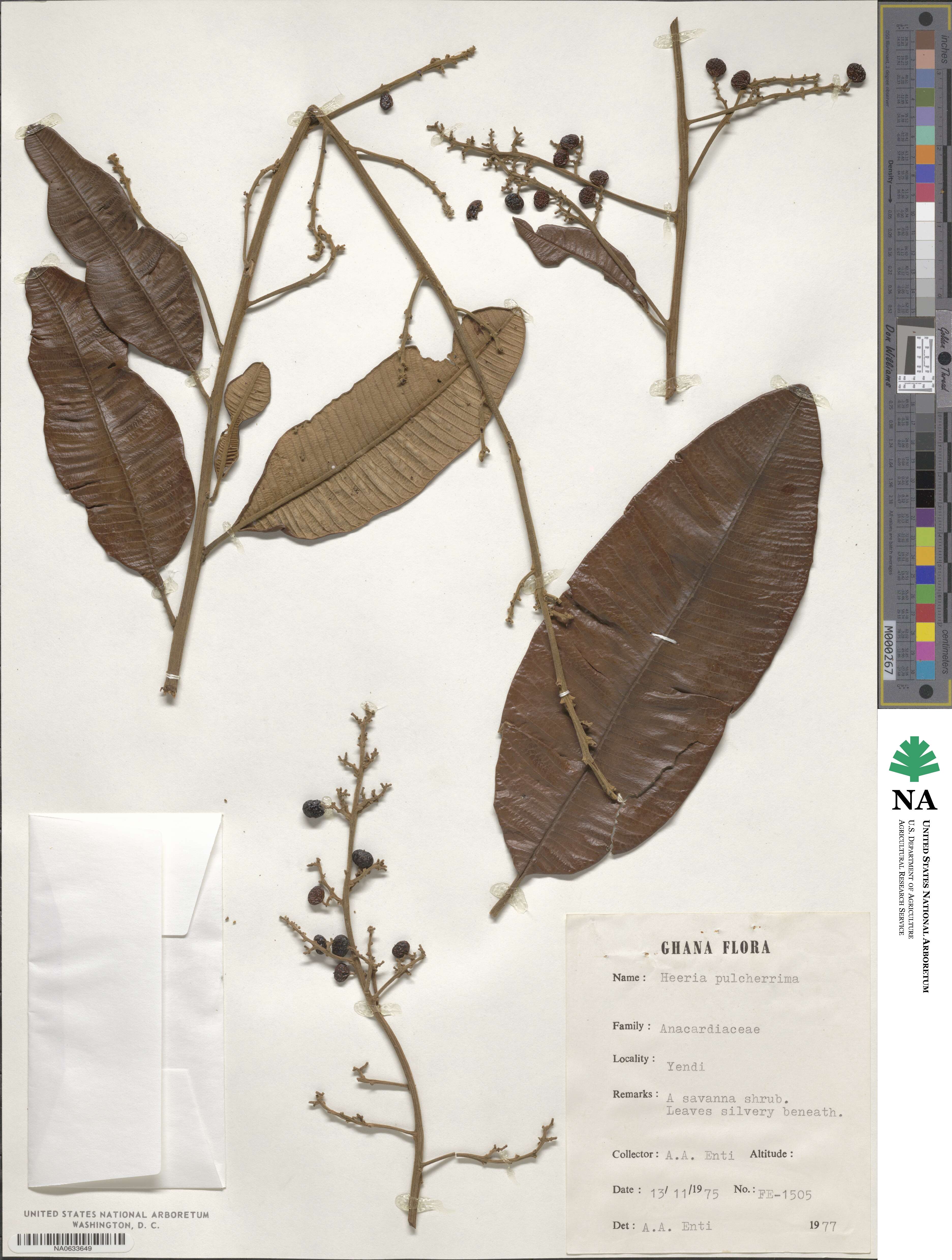 Ozoroa pulcherrima image